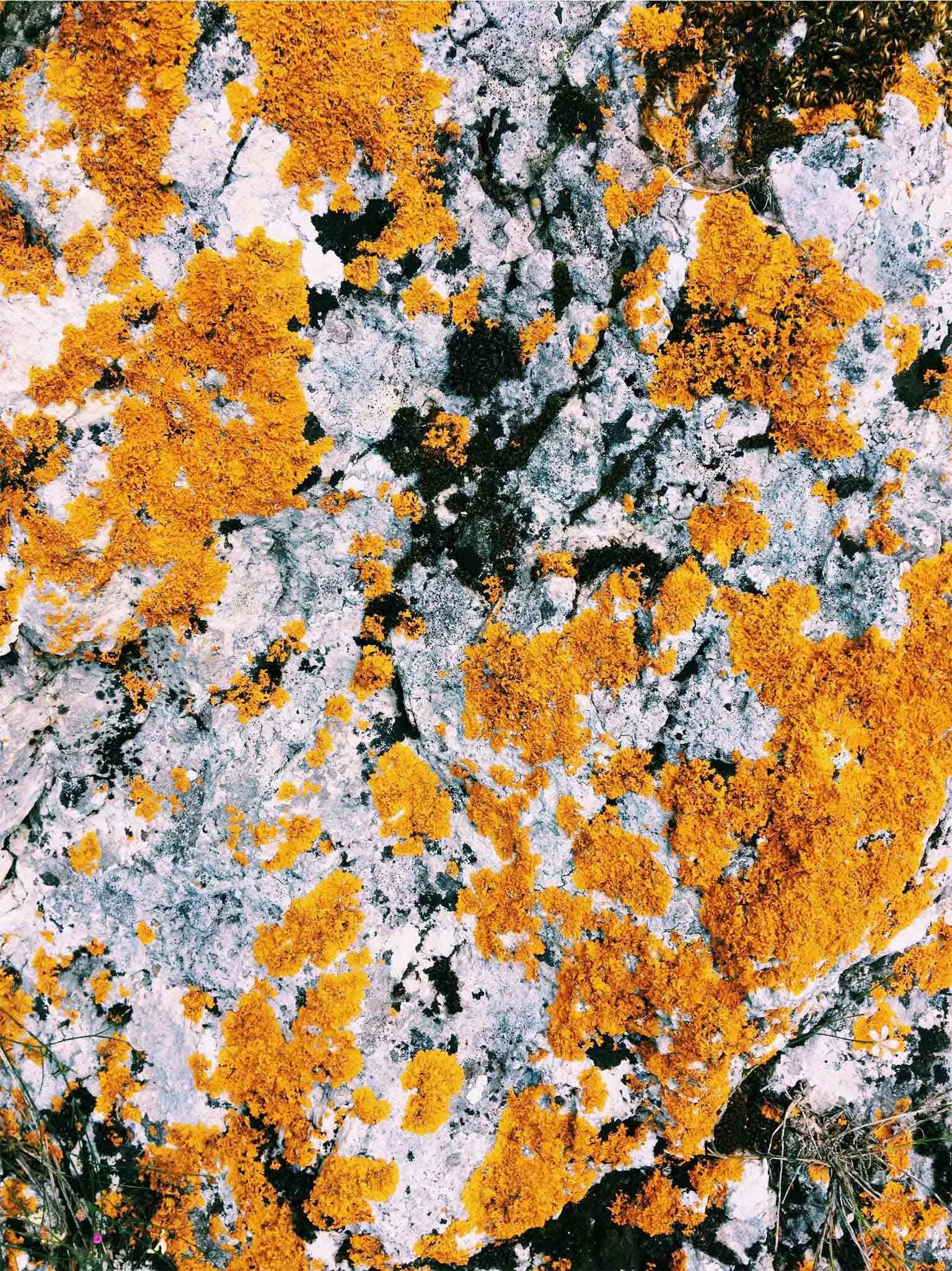 Bright orange and yellow patches of lichen spread across a rugged, textured stone surface