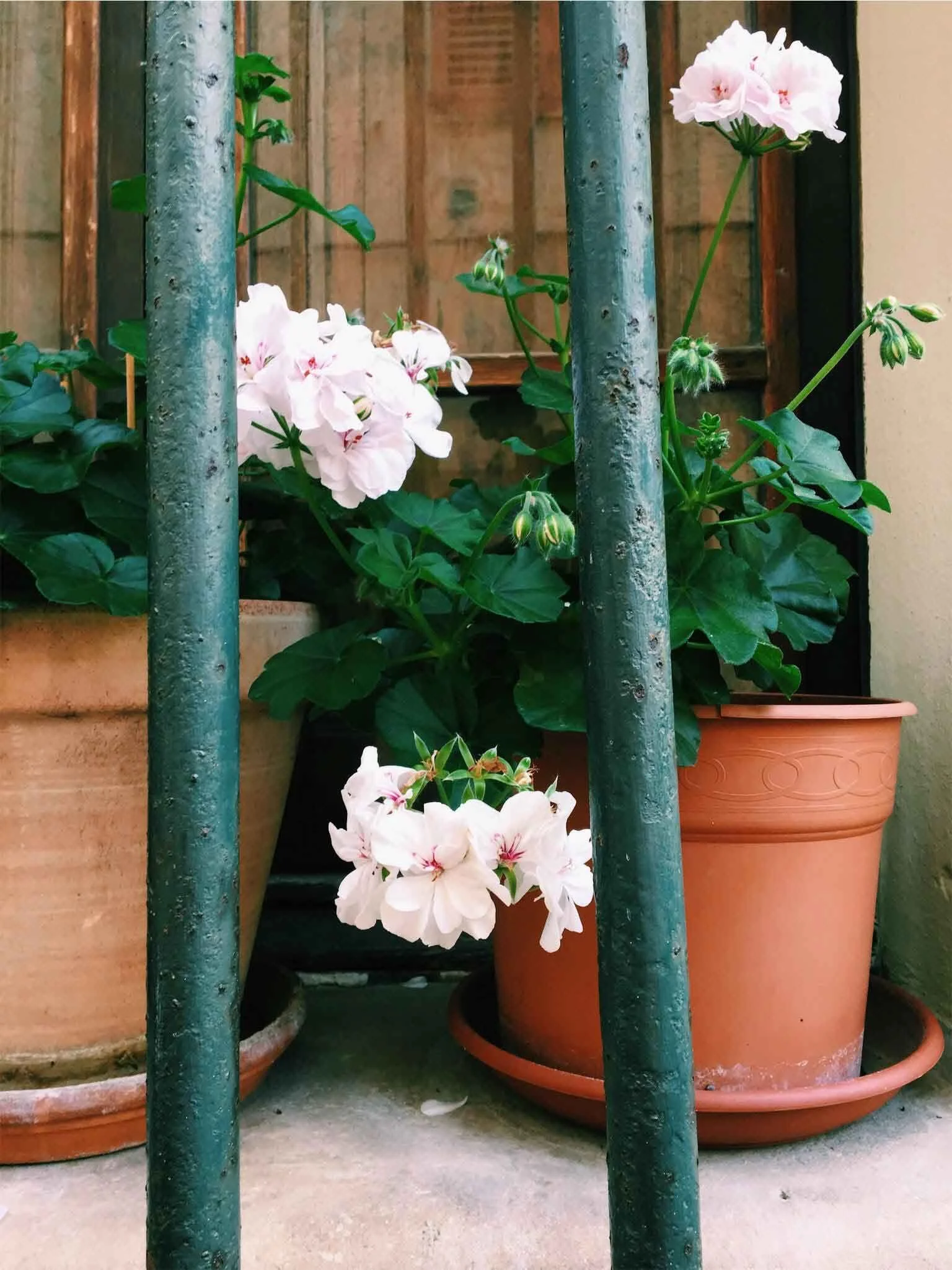 Two terracotta pots hold vibrant green plants with white flowers in front of a window. The scene is viewed through metal bars