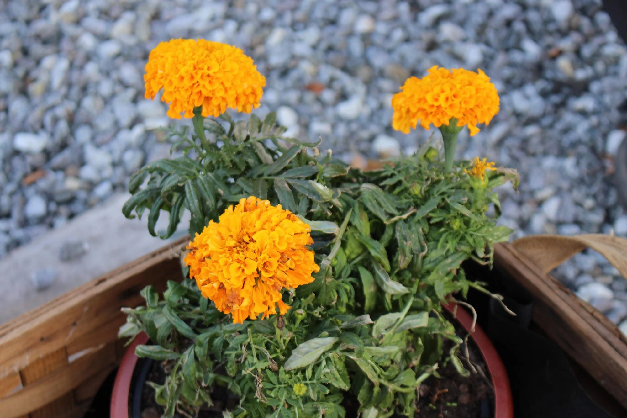 A potted marigold plant with three vibrant orange flowers in full bloom sits in a wooden box on a gravel surface