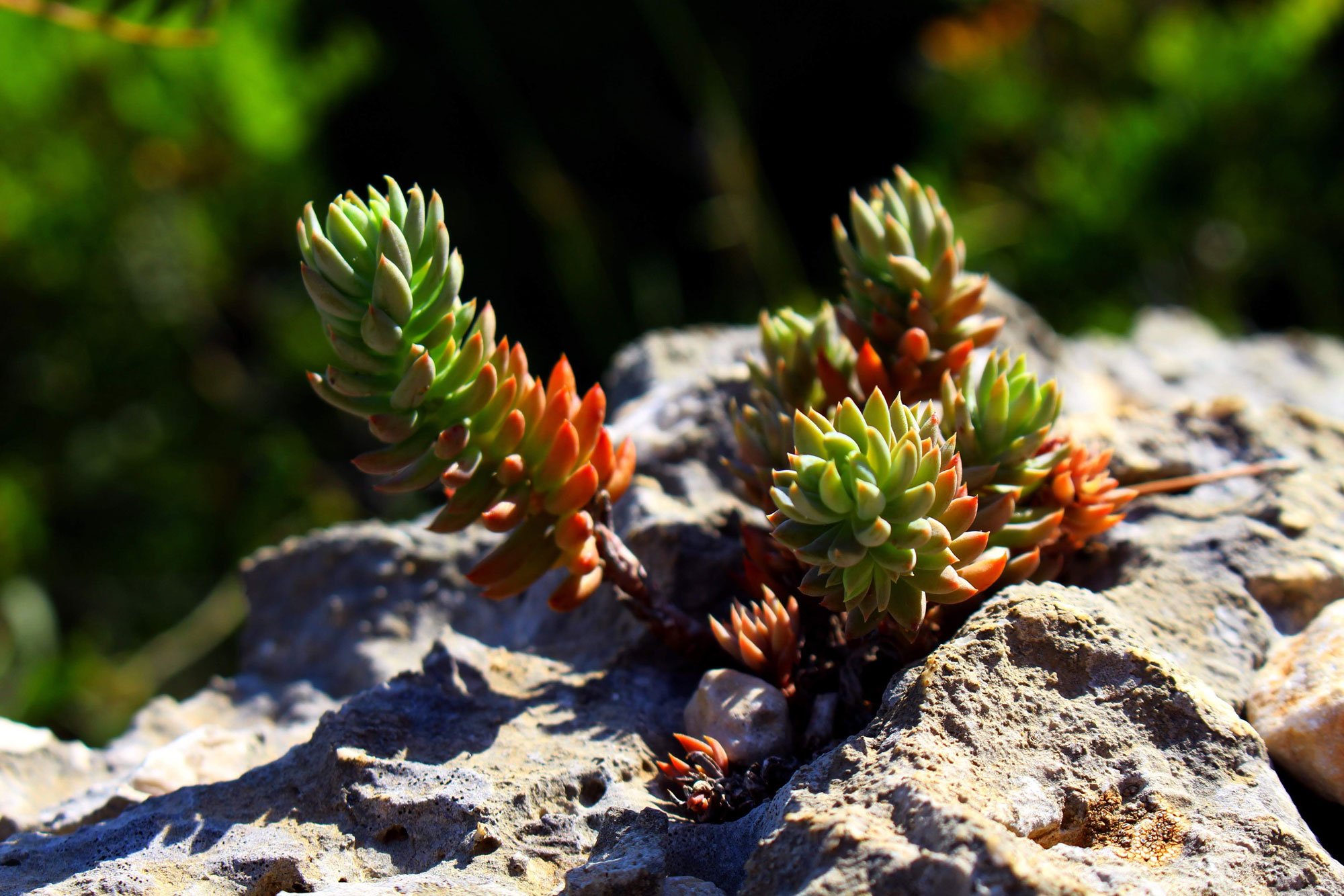 A close-up of a succulent plant growing from a rock with clustered, fleshy, green, and red-tinged leaves