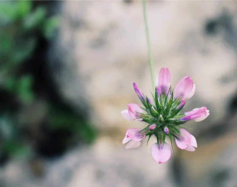 Close-up of a delicate pink and purple flower with narrow petals, set against a blurred background of light beige rocks and green foliage