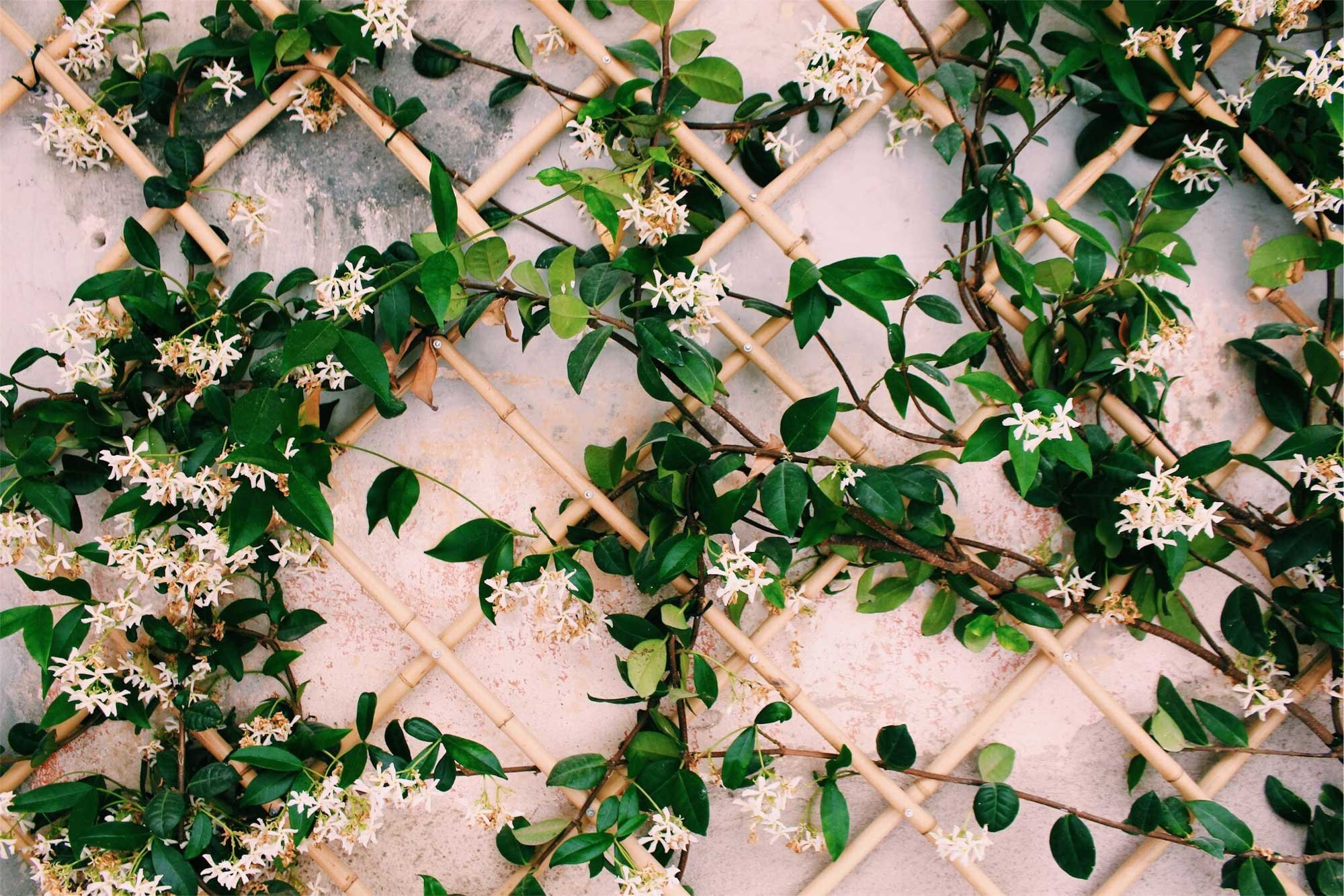 A vine with green leaves and small white flowers grows across a bamboo trellis on a light-colored wall
