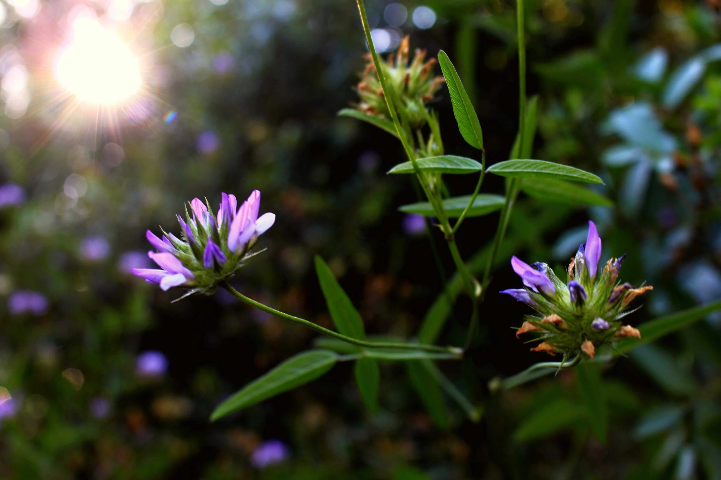 Close-up of two purple flowers with slender green leaves, set against a blurred natural background. Sunlight streams in from the upper left corner