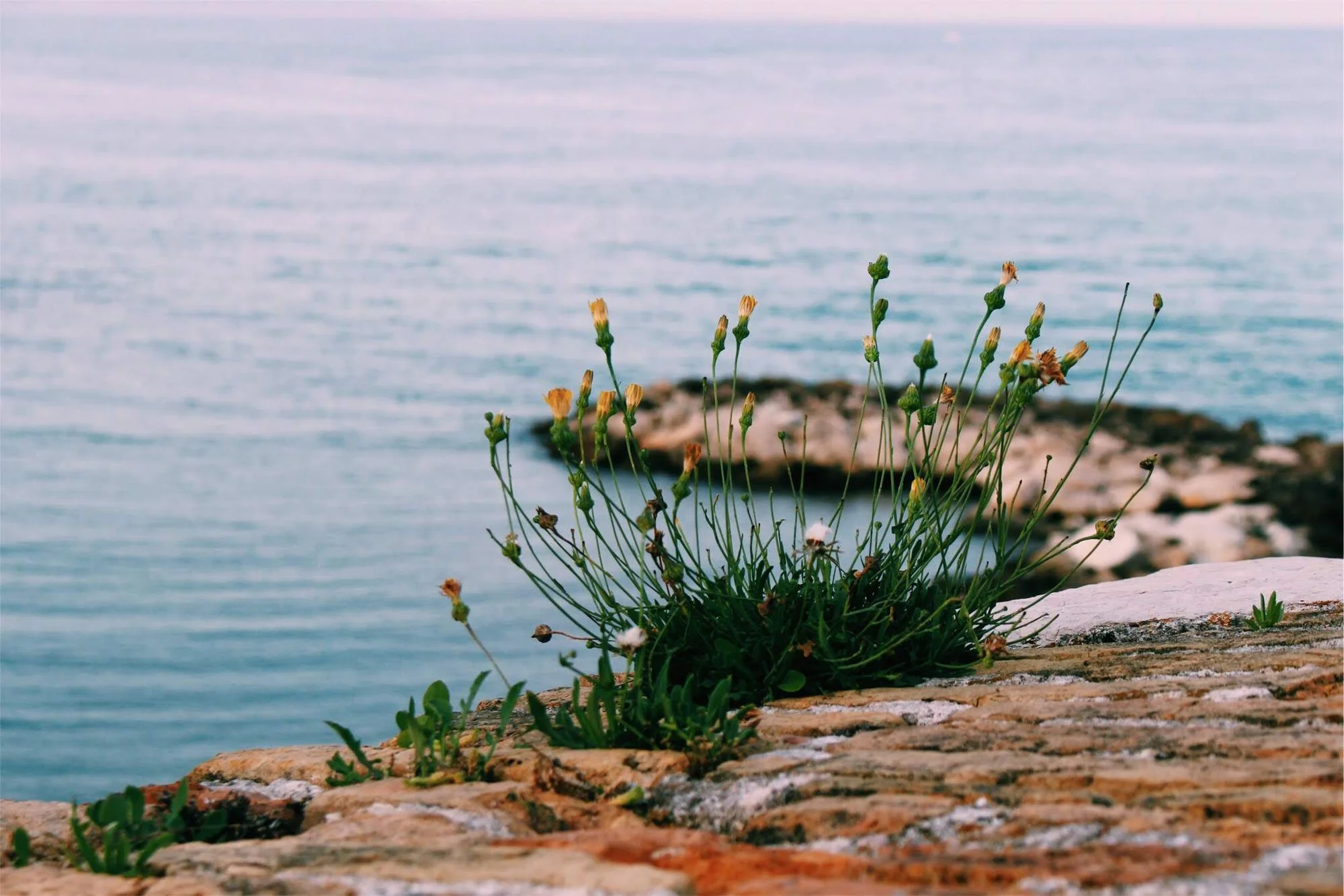 A bunch of small, yellow flowers grows out of a rocky surface by the sea. The calm, blue water stretches out to the horizon