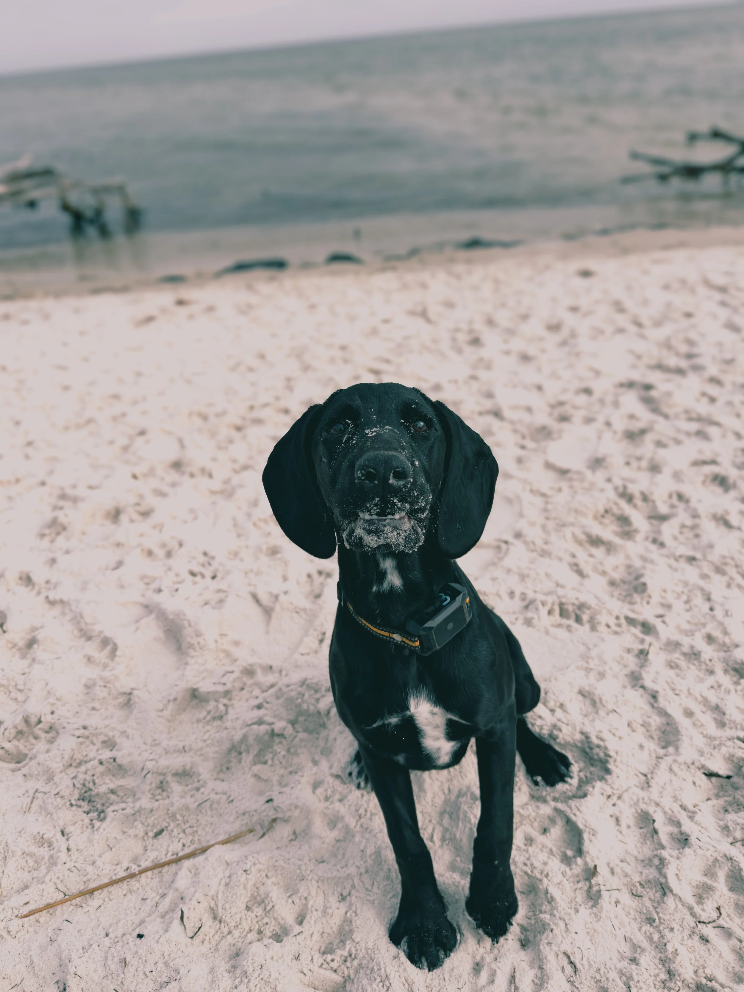 Black and white puppy with long ears and orange collar outdoors on grassy ground with blurred trees and bushes in the background.