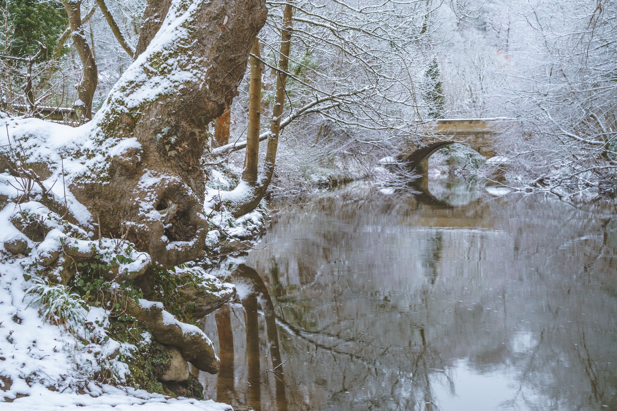 Winter Woodland, by Jim Scott