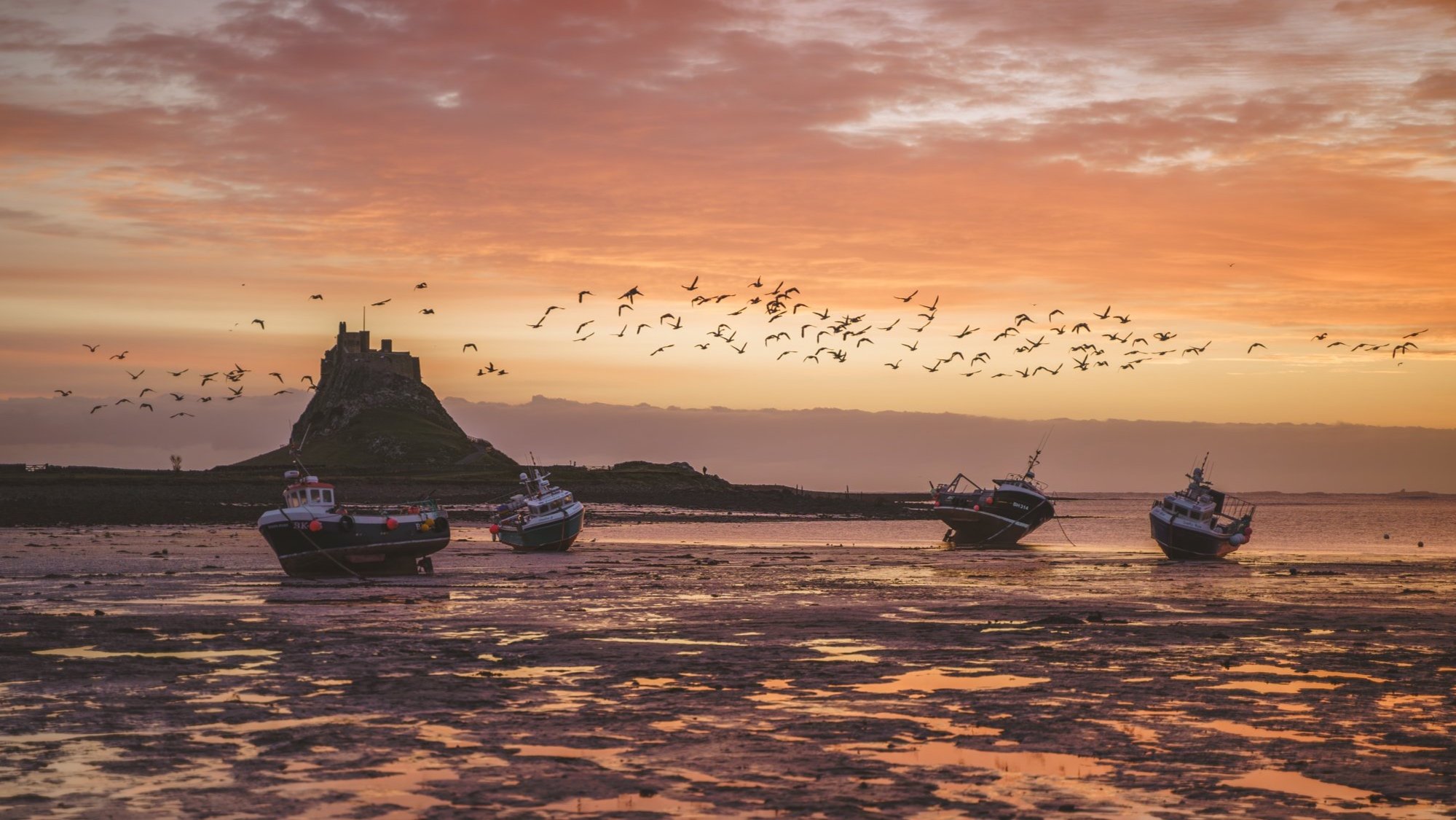 Early+birds+of+Lindisfarne-2.jpg
