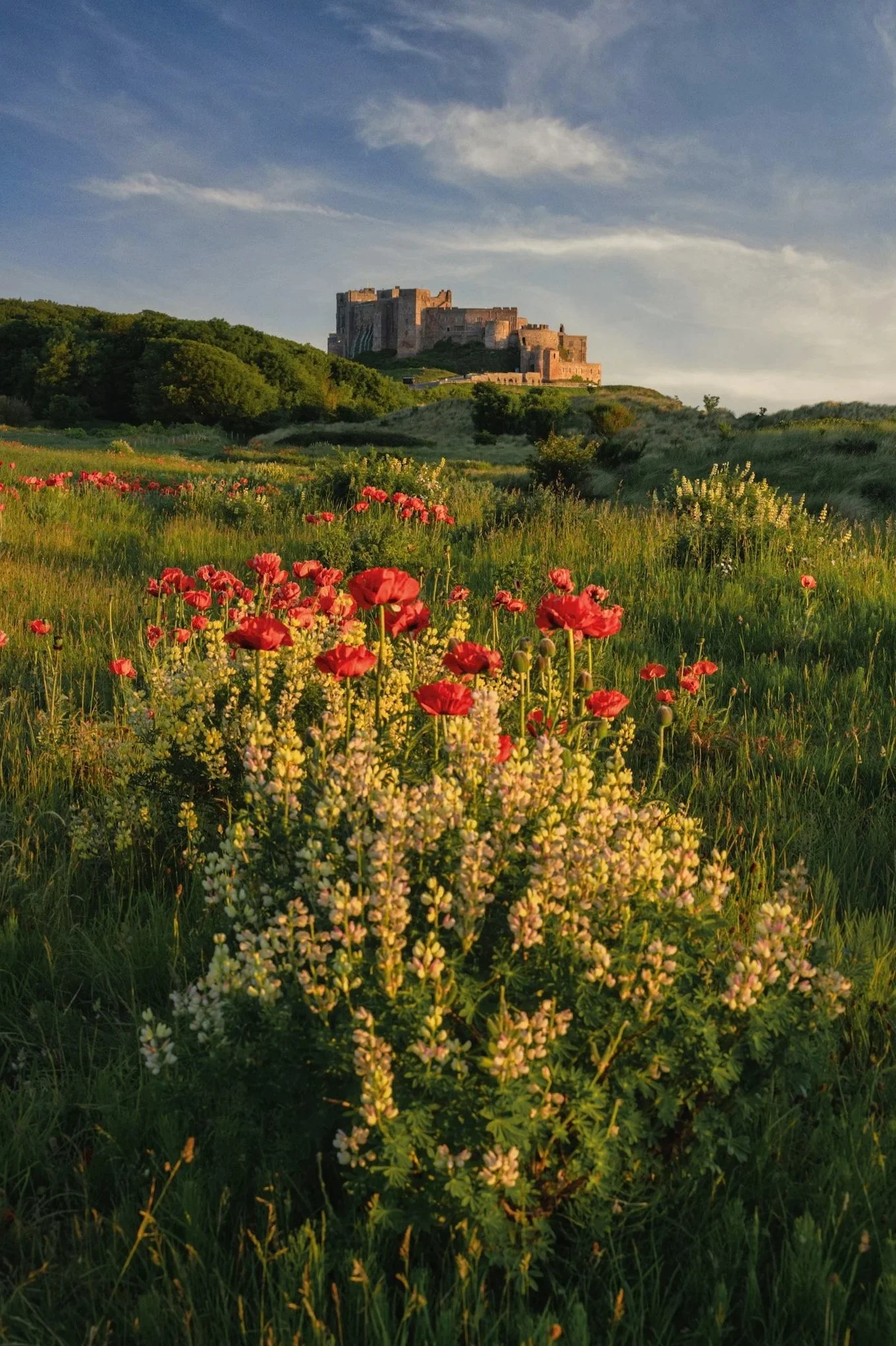 Summer flowers, Bamburgh - By Jim Scott Photography