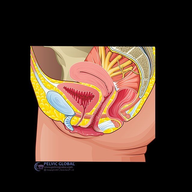 I love the #gpham cross-sectional view of the pelvis (nerd alert 🥸!)

I love how this view demonstrates the support function of the pelvic floor muscles. It is amazing to me that the bladder, uterus and rectum sit in the pelvis and are supported by 