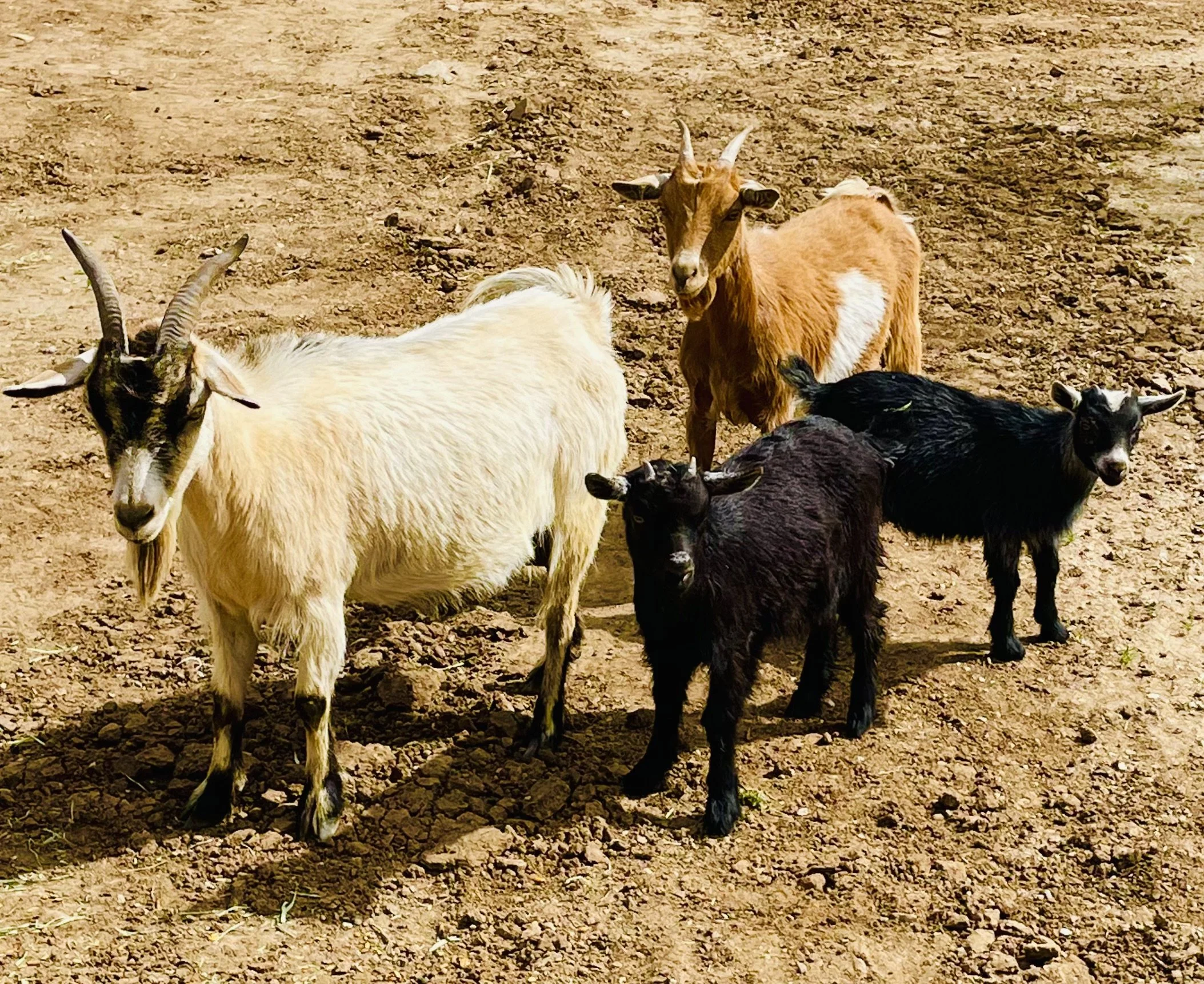 Our goat family