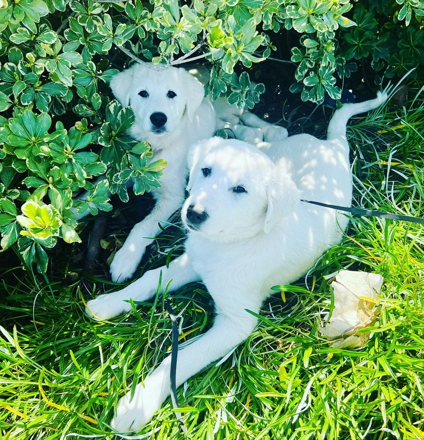 Akbash twin puppies Happy & Lucky join the Loveology Retreat family