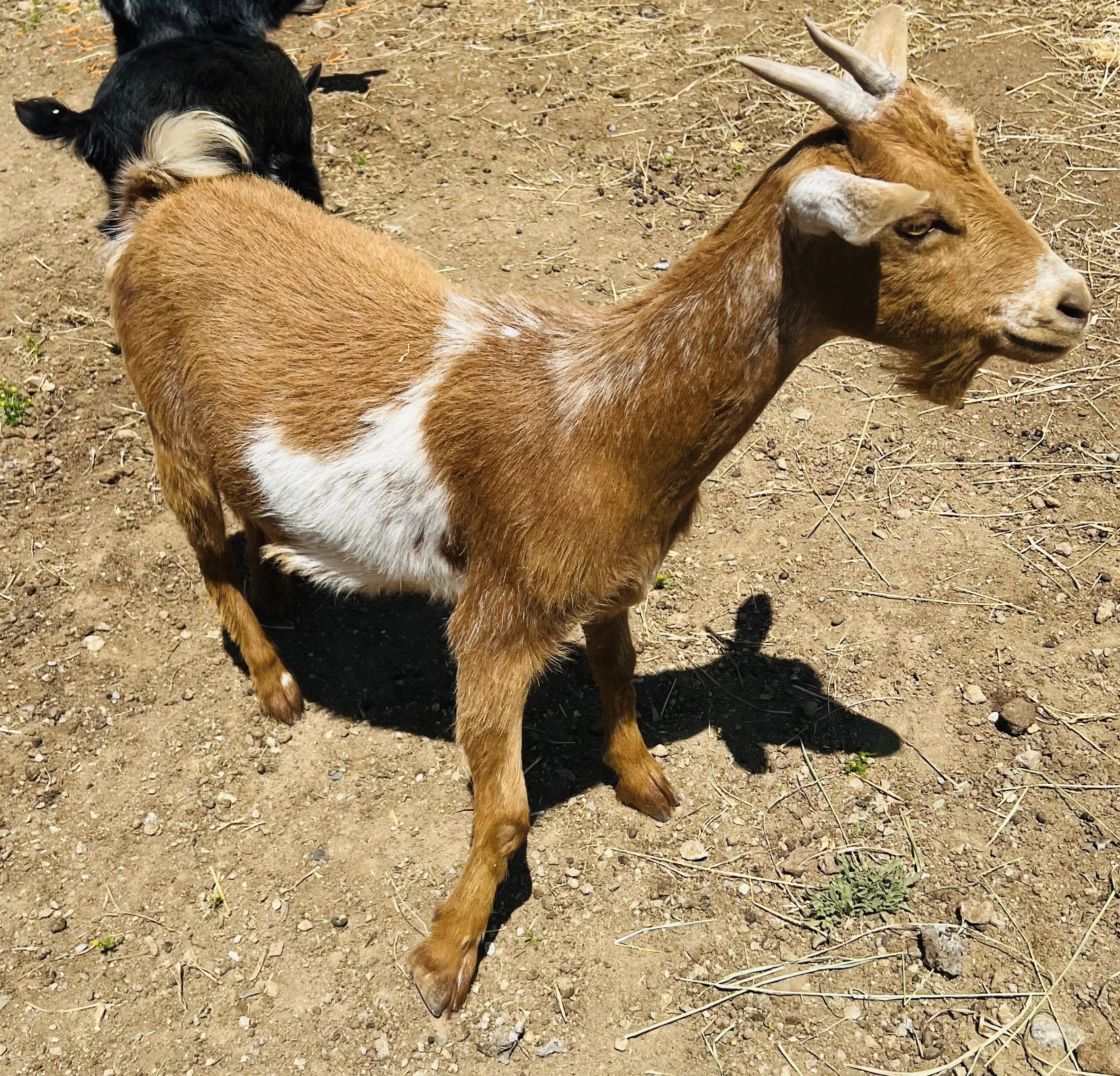Honey the goat