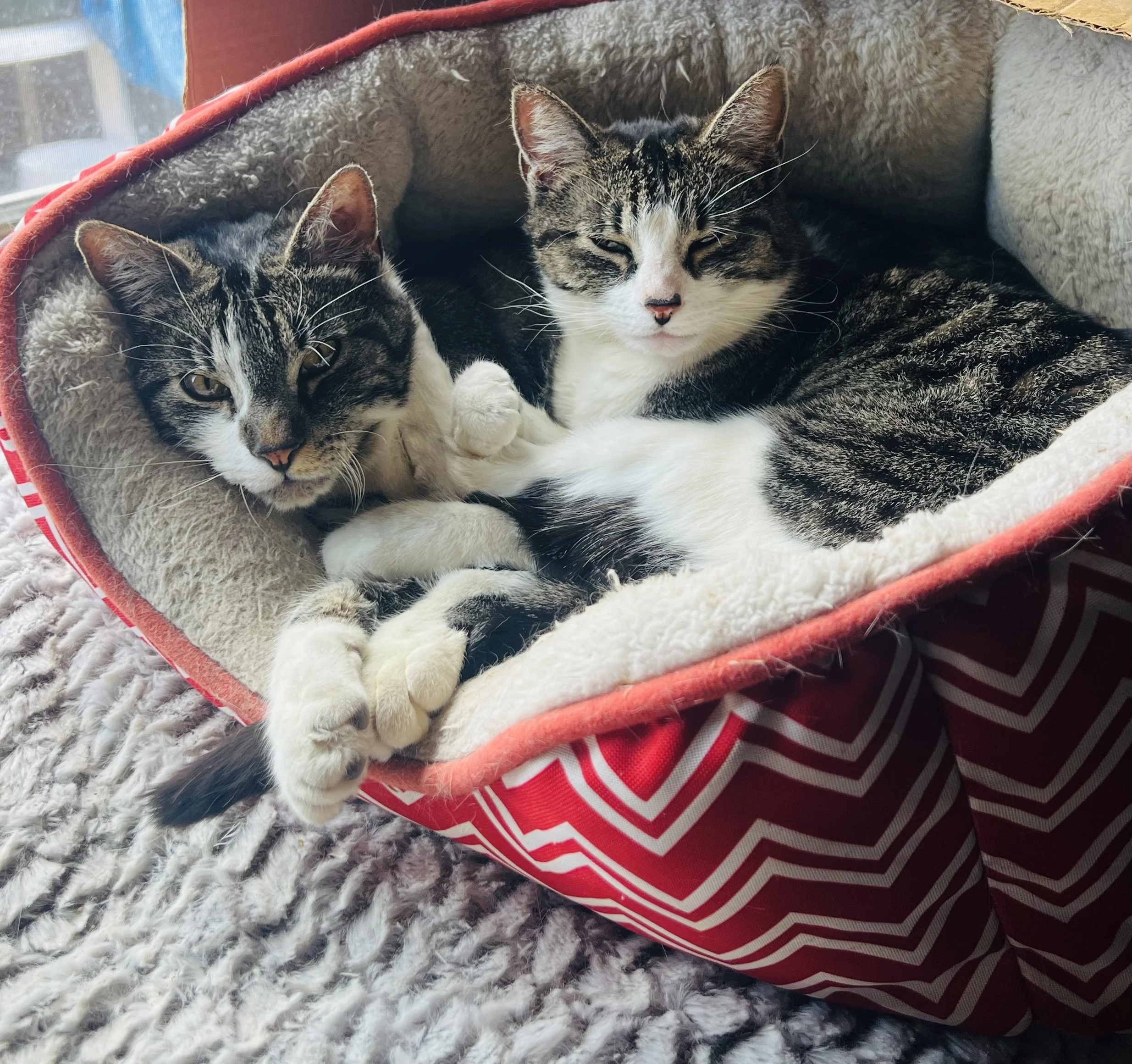 Ivy and Marley our lovely cats