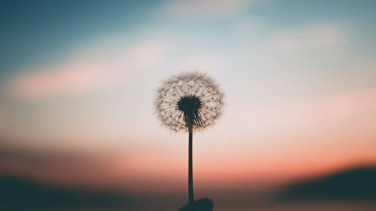 Lauren Ashtanga Yoga lauren-ashtanga-yoga