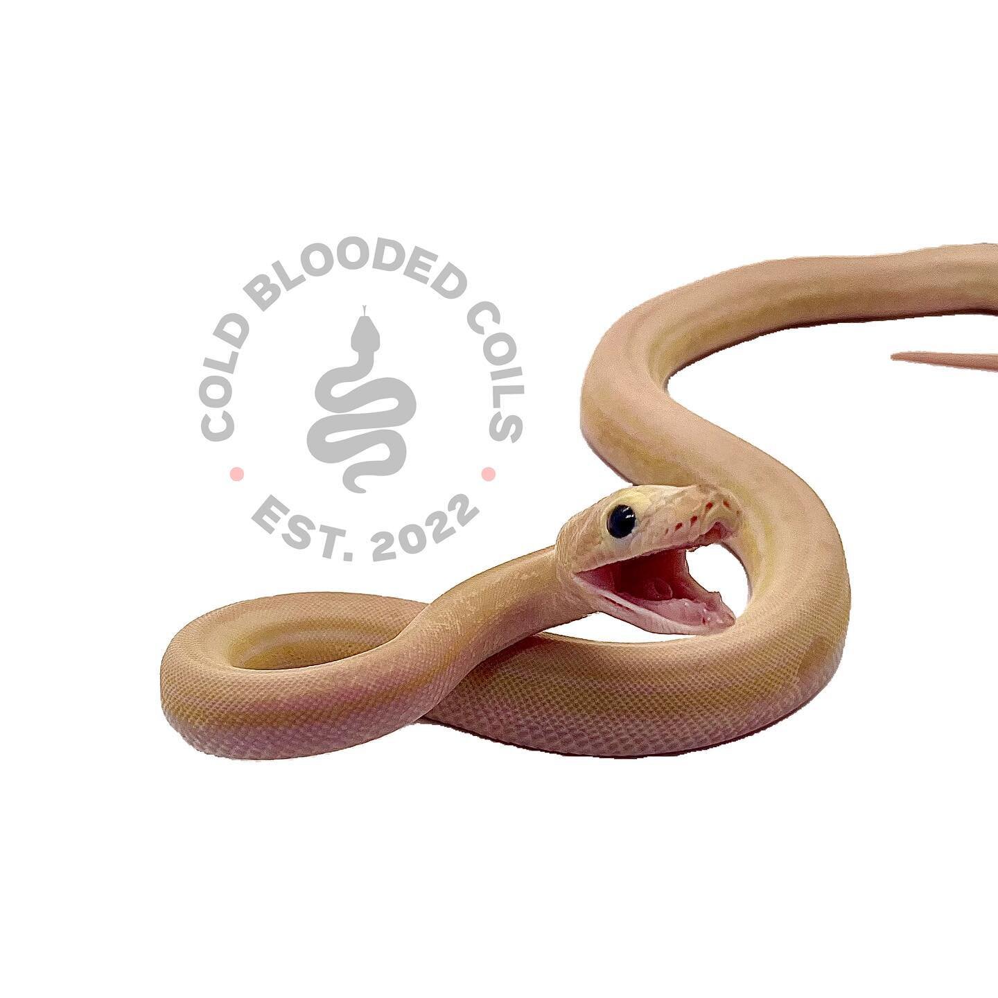 One of our newest retic hatchlings wasn&rsquo;t keen on a photo today 😂 She will be looking for a new home when ready. Are you interested? 😉 like, follow and share. https://coldbloodedcoils.co.uk

#ReticulatedPythonsUK #UKSnakeLovers #PythonsofBrit