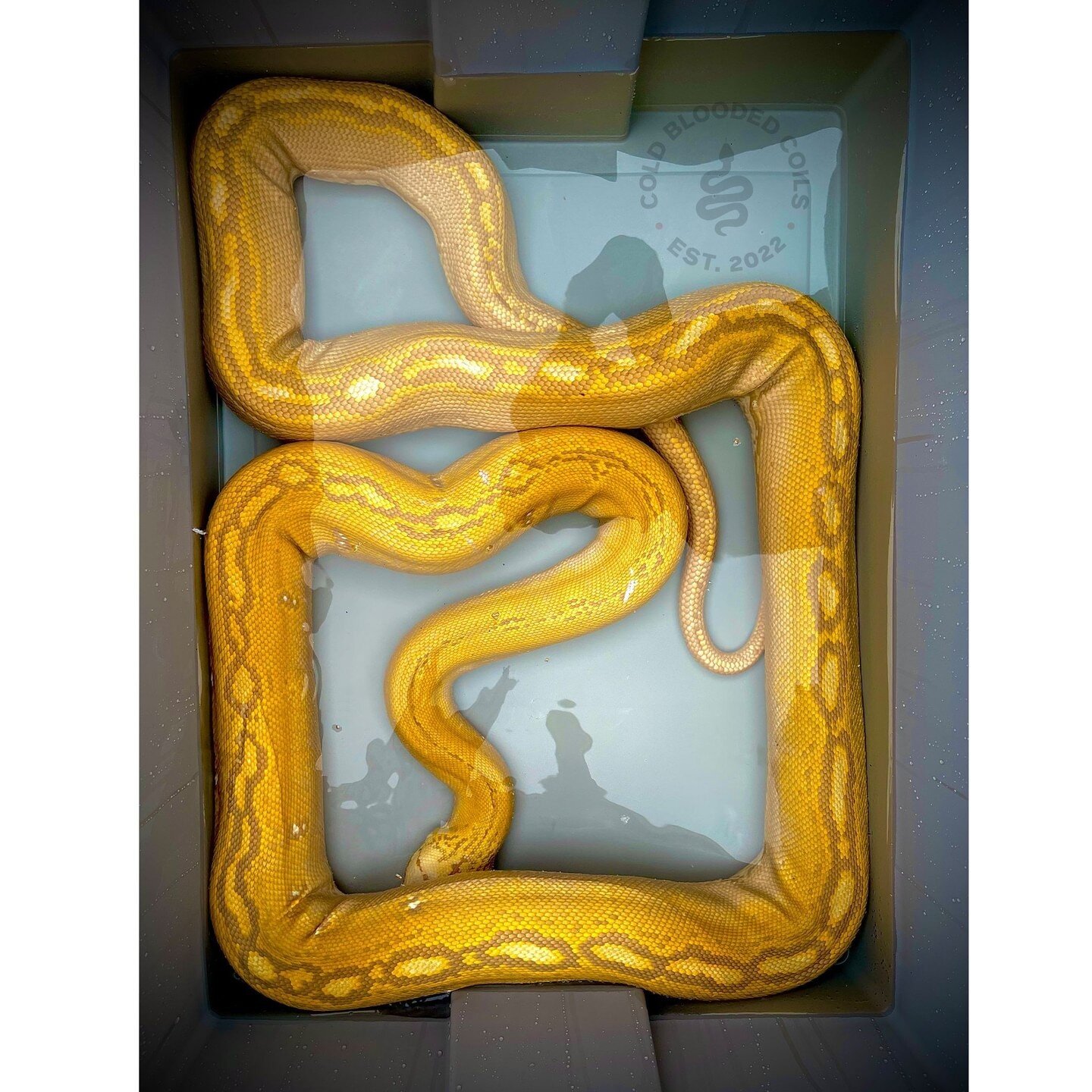 Cold Blooded Coils | Reticulated Python Breeders 
Just our girl Buttercup enjoying some time In the water https://buff.ly/423MHT3