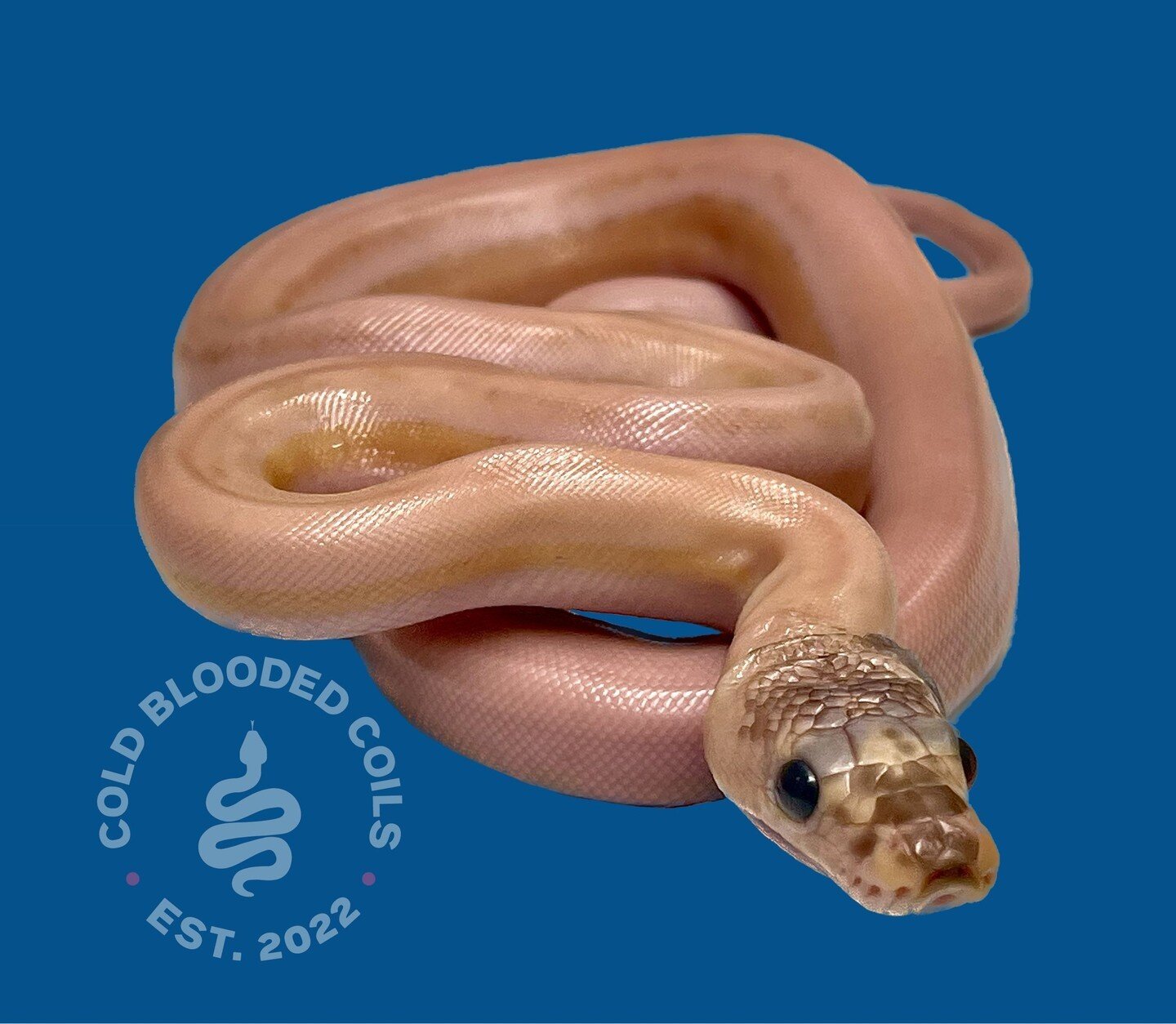 We currently breed and exclusively work with Reticulated Pythons and we love it! Check us out, like and follow for more content. Better yet, buy a retic from us 💪 https://coldbloodedcoils.co.uk
