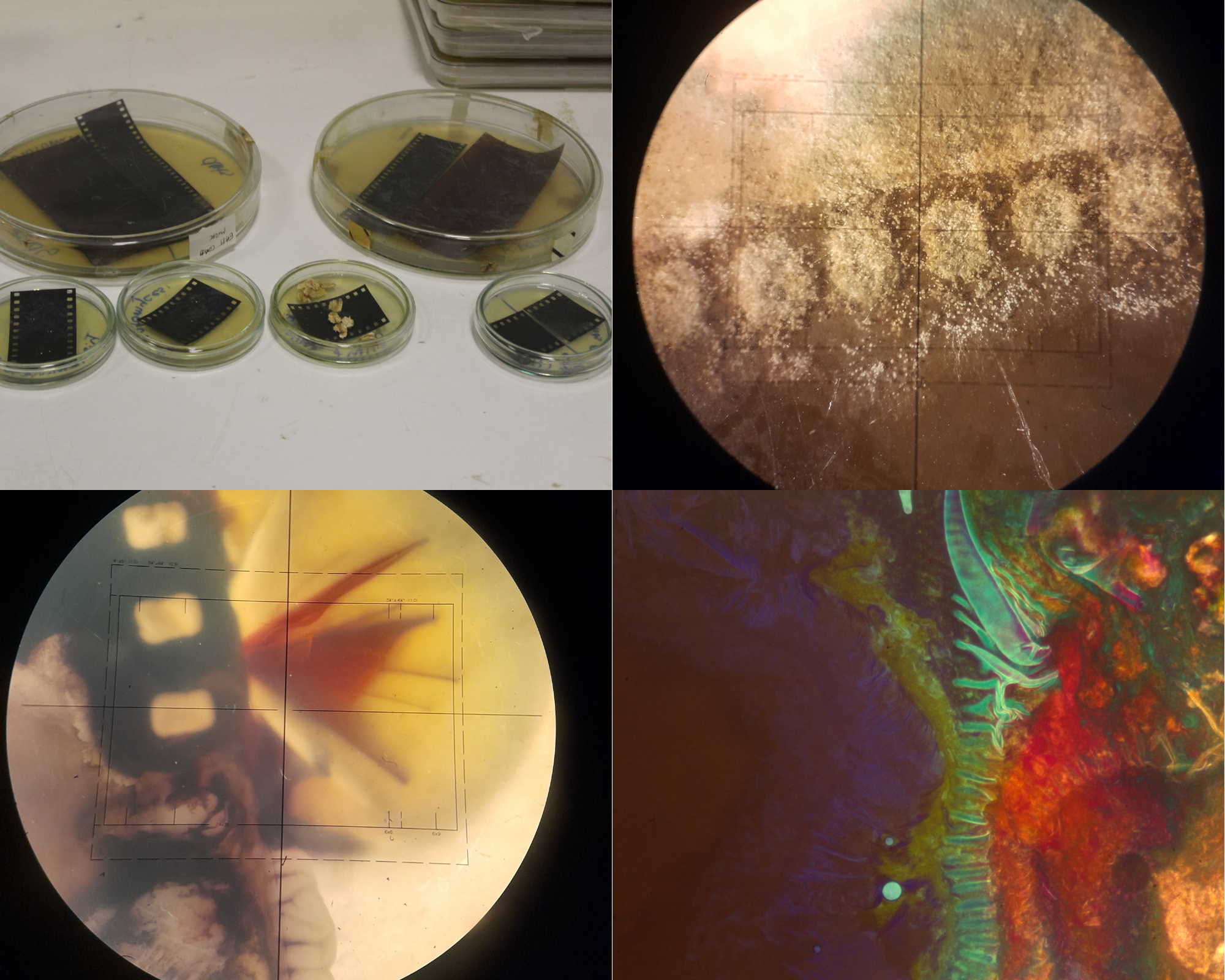Imogen Locke – bacteria growing on film