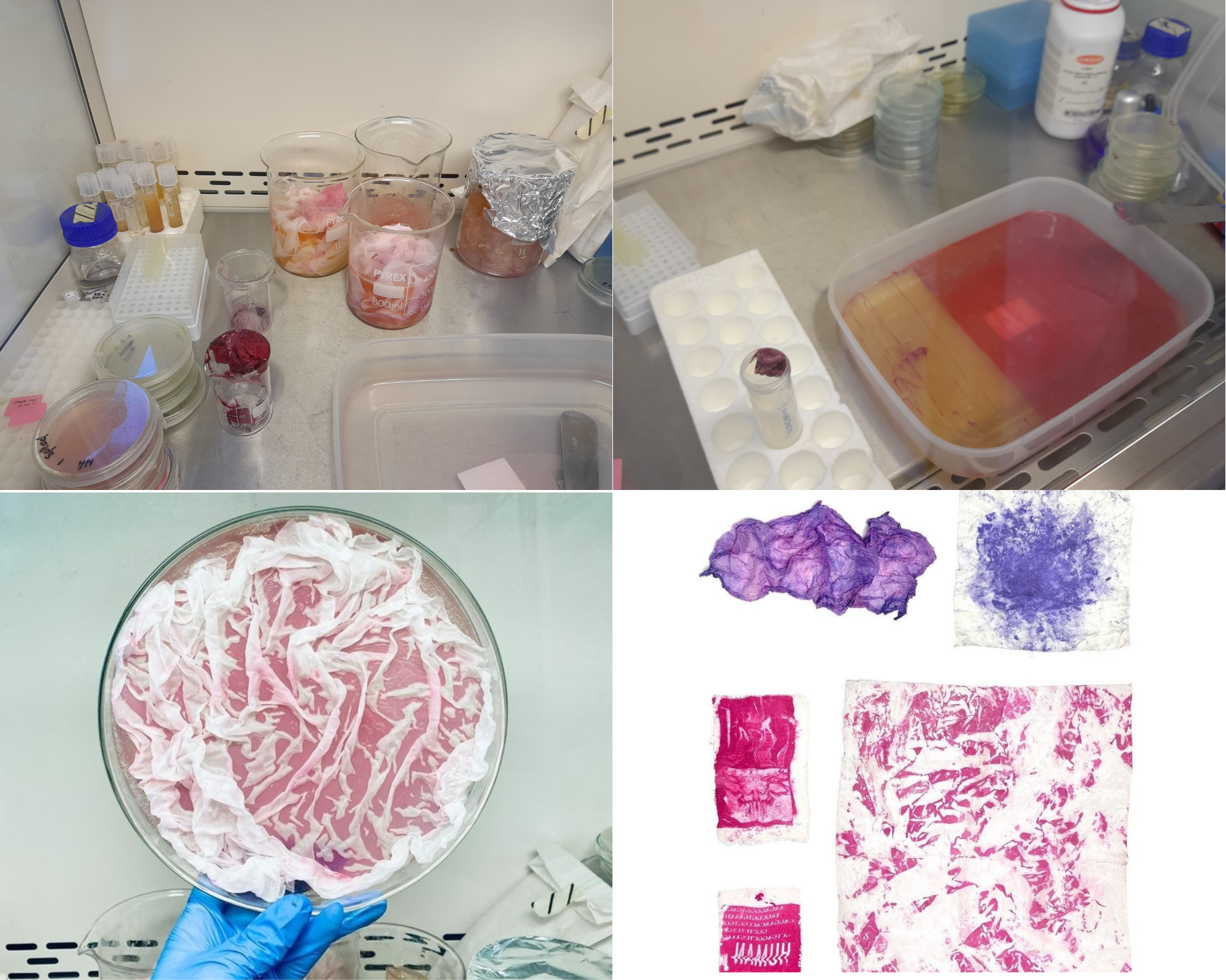 Kexin Liu – Using pigmented bacteria to dye textiles. Artwork and Images by Kexin Liu