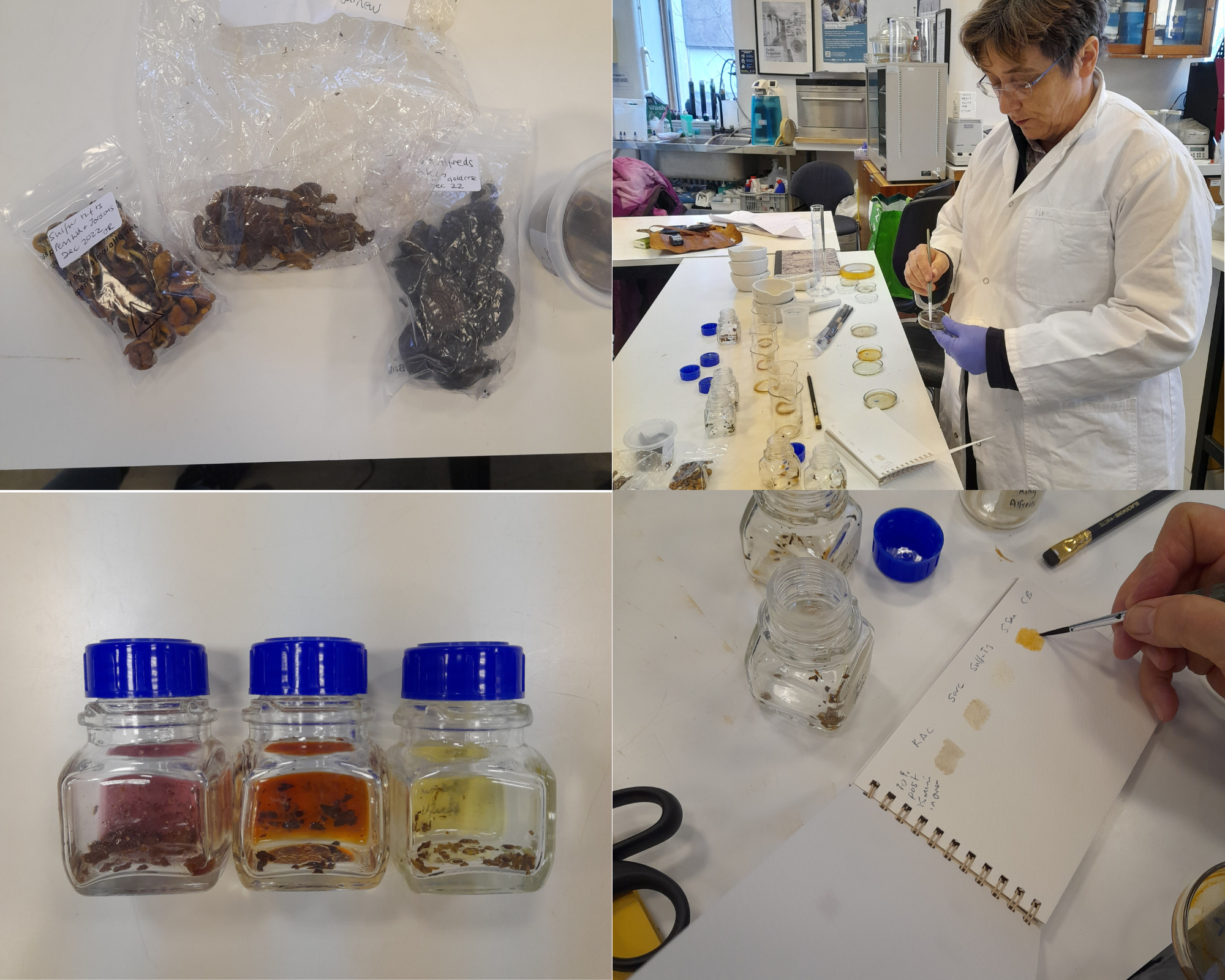 Josephine Rutherfoord – Extracting pigments from fungi