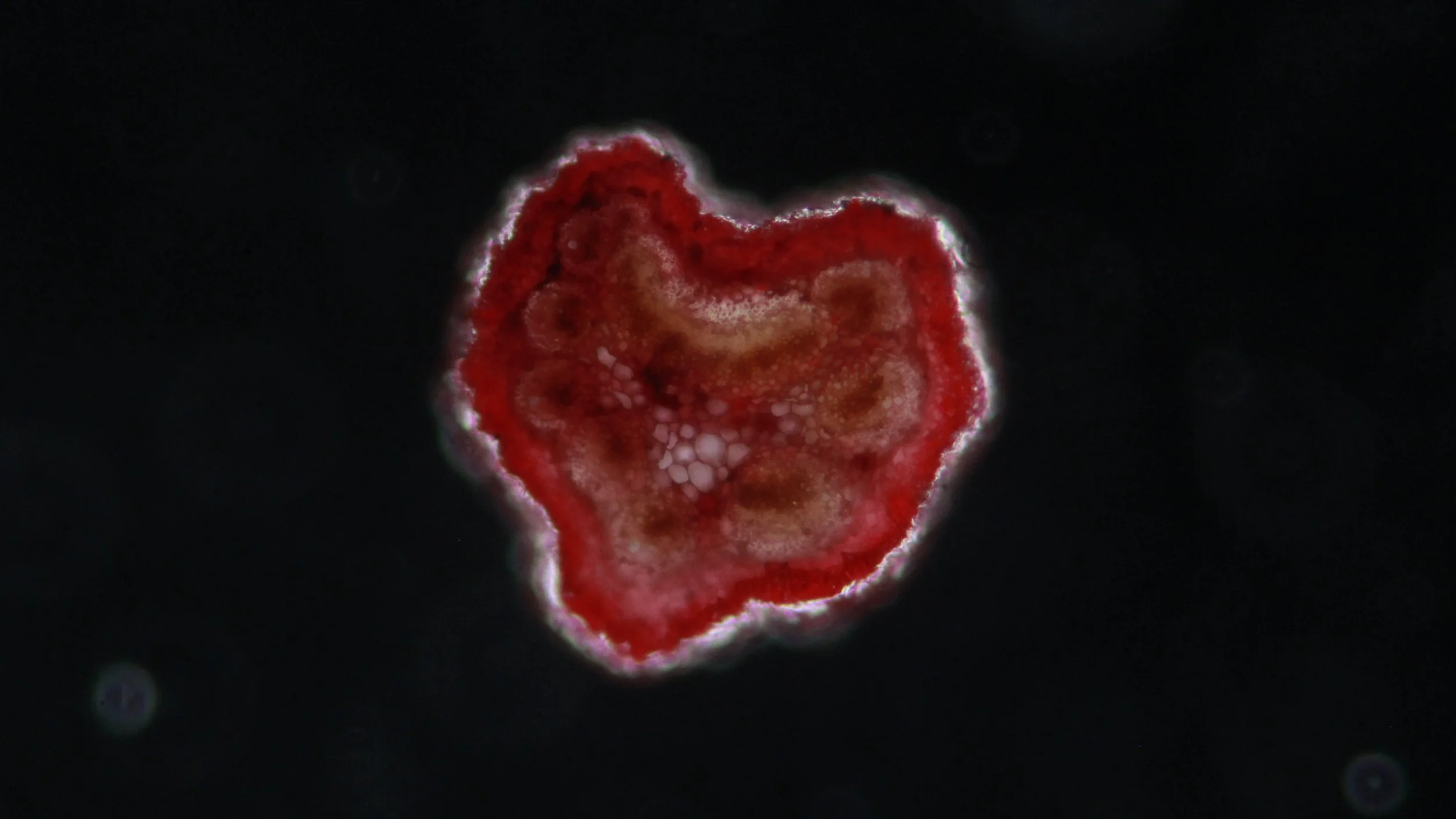 Valentines Microscopy Taster session