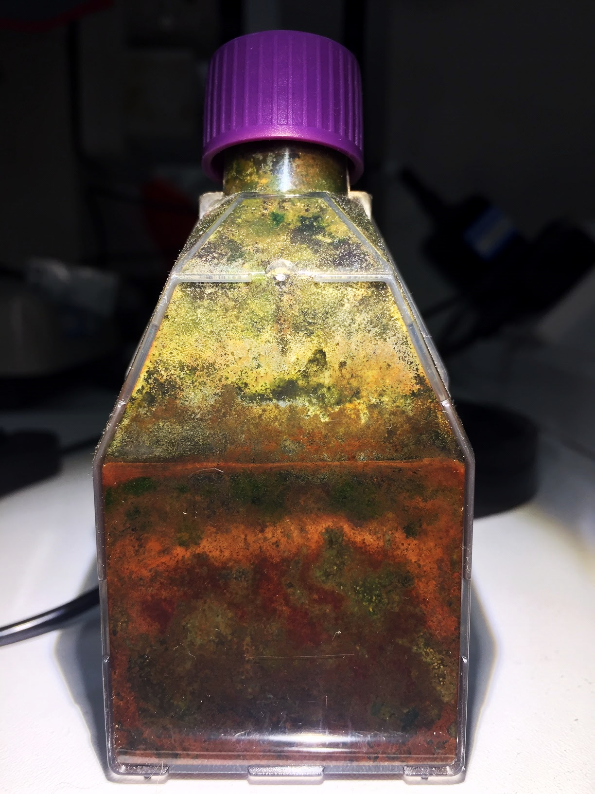 The Invisible Life of Microbes