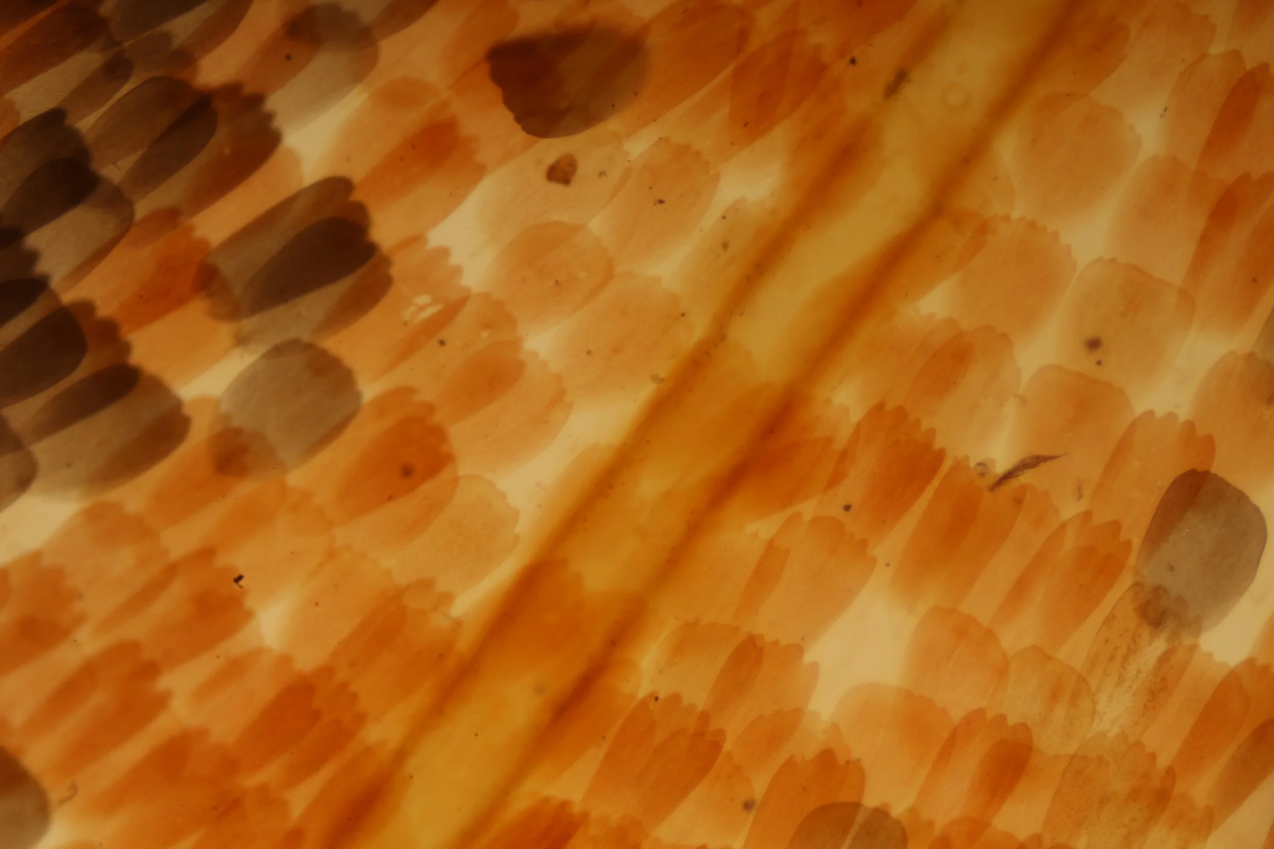Close-up of a honeycomb honeycomb pattern with orange and black coloration.