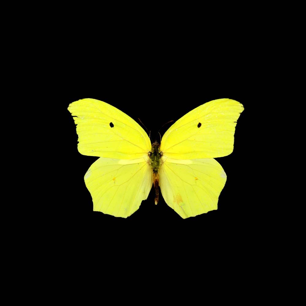 butterfly_12.jpg