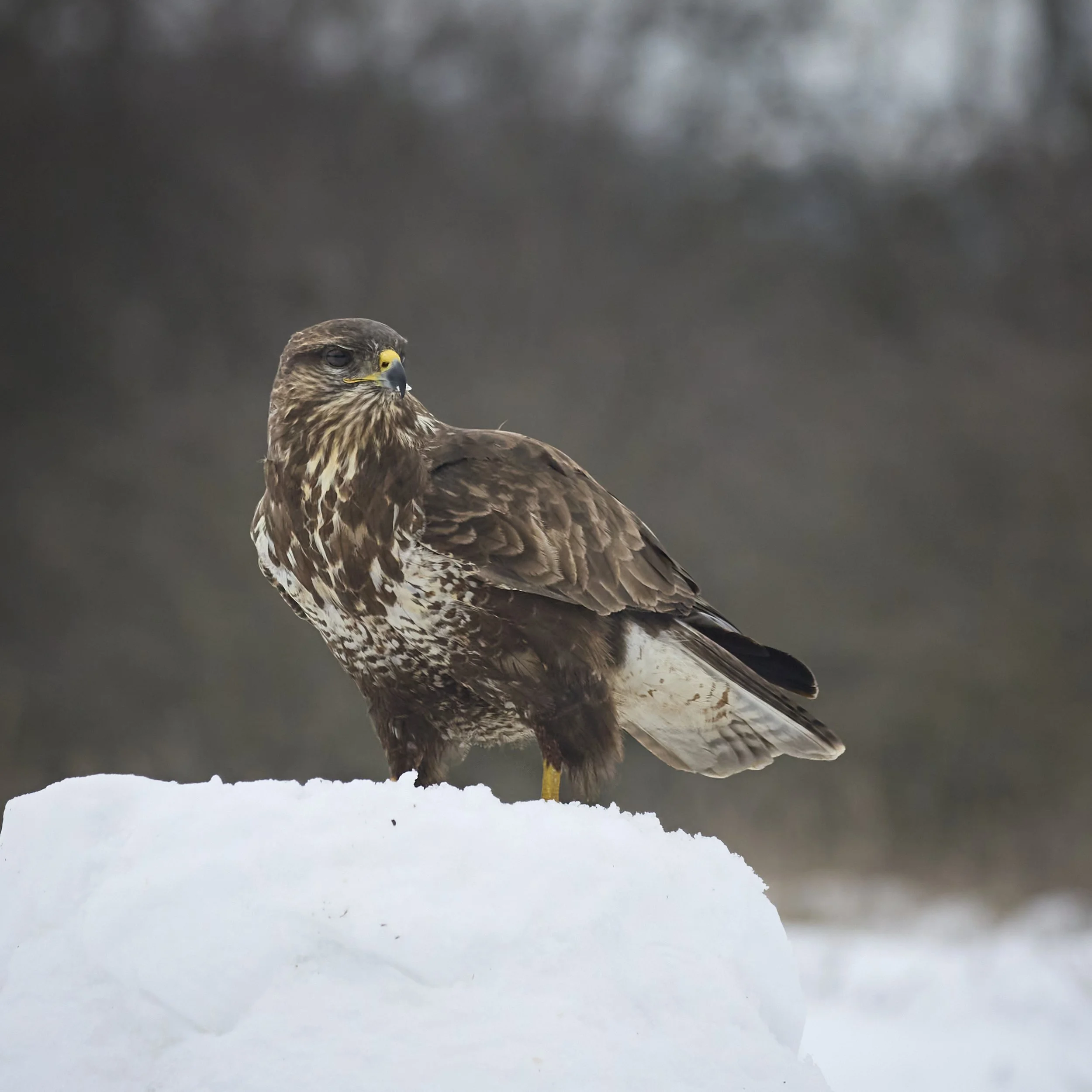 26-01-16_11-29-30_5M28055 1.jpg