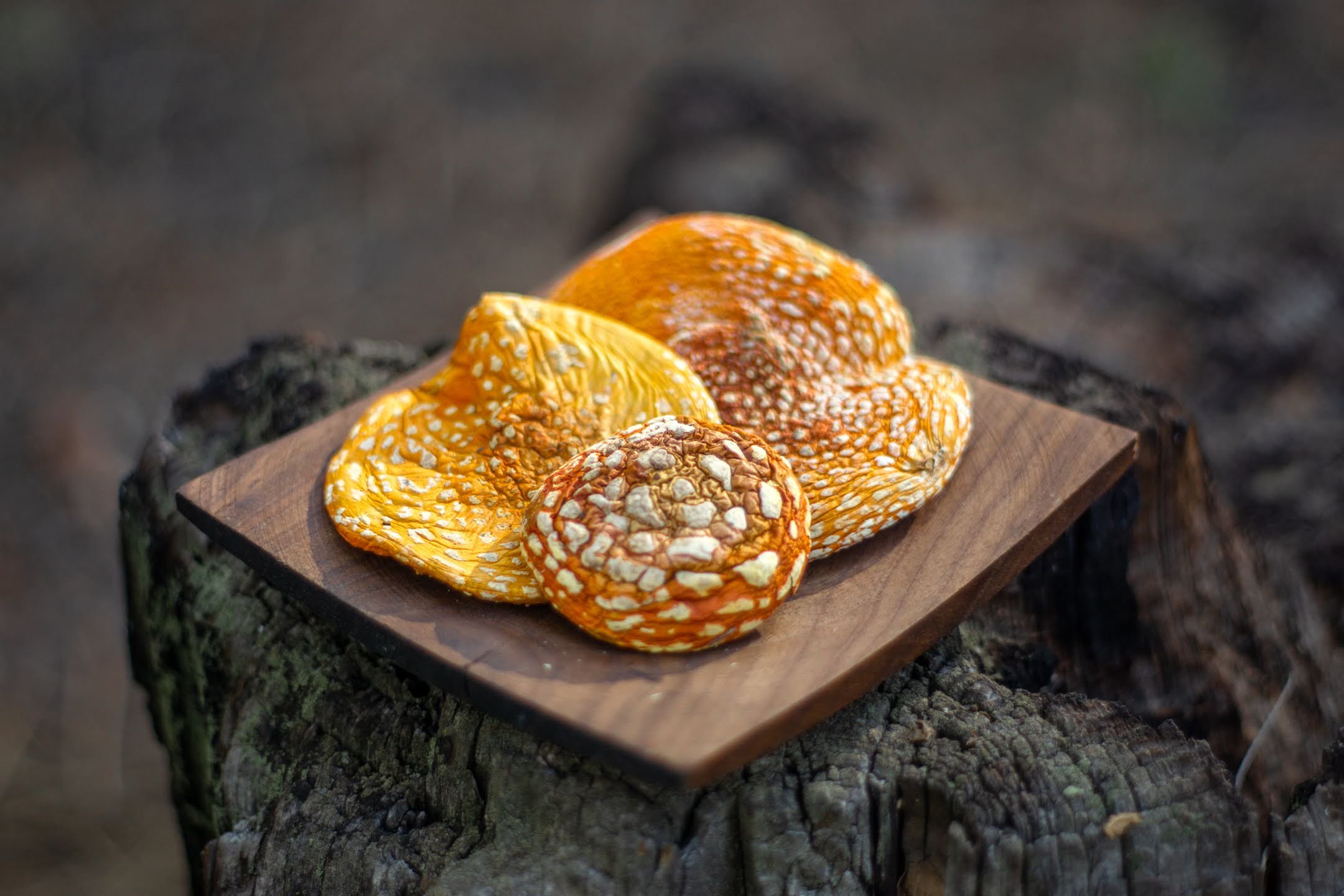 Amanita - Can-Shaped Glass – Mountain Maryland Trading Post