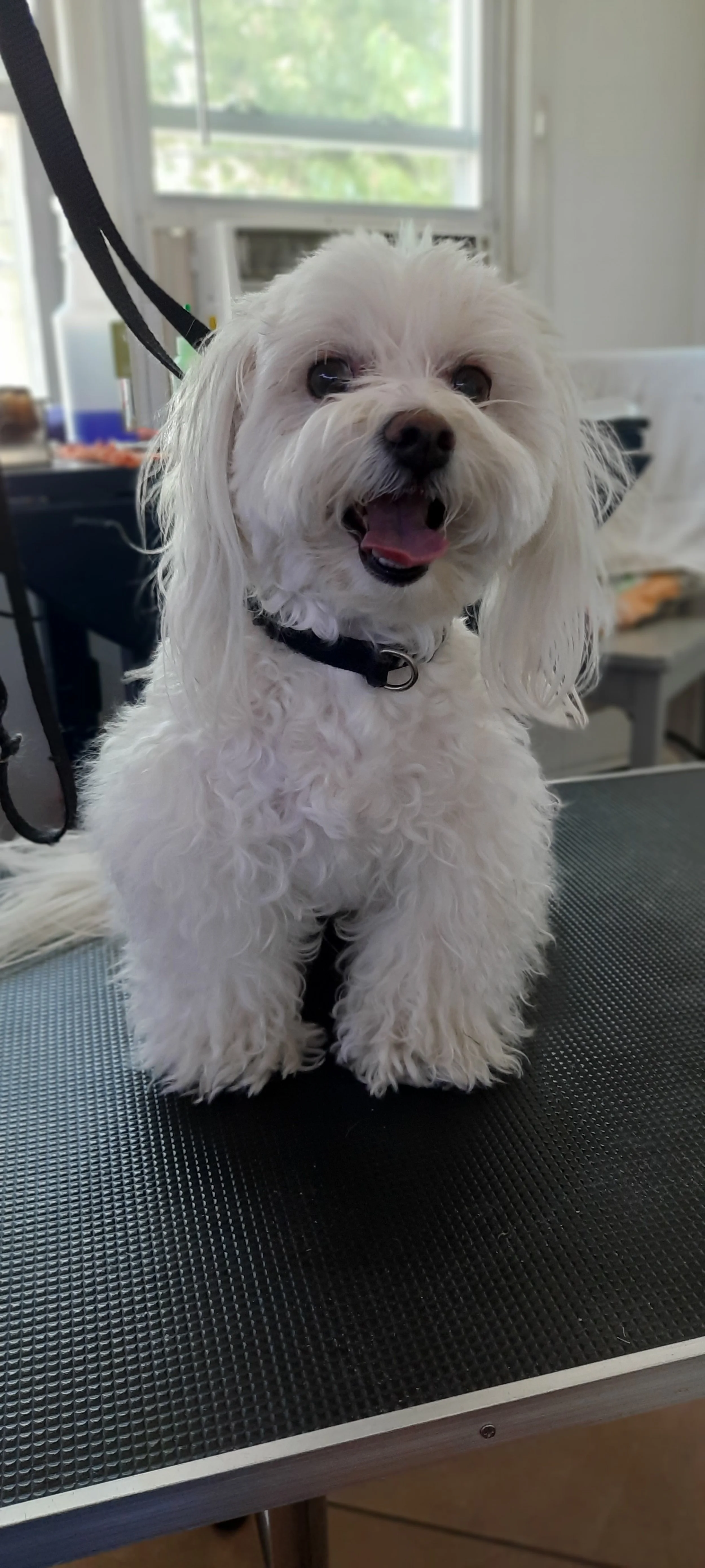 Dog 3 - B.jpg