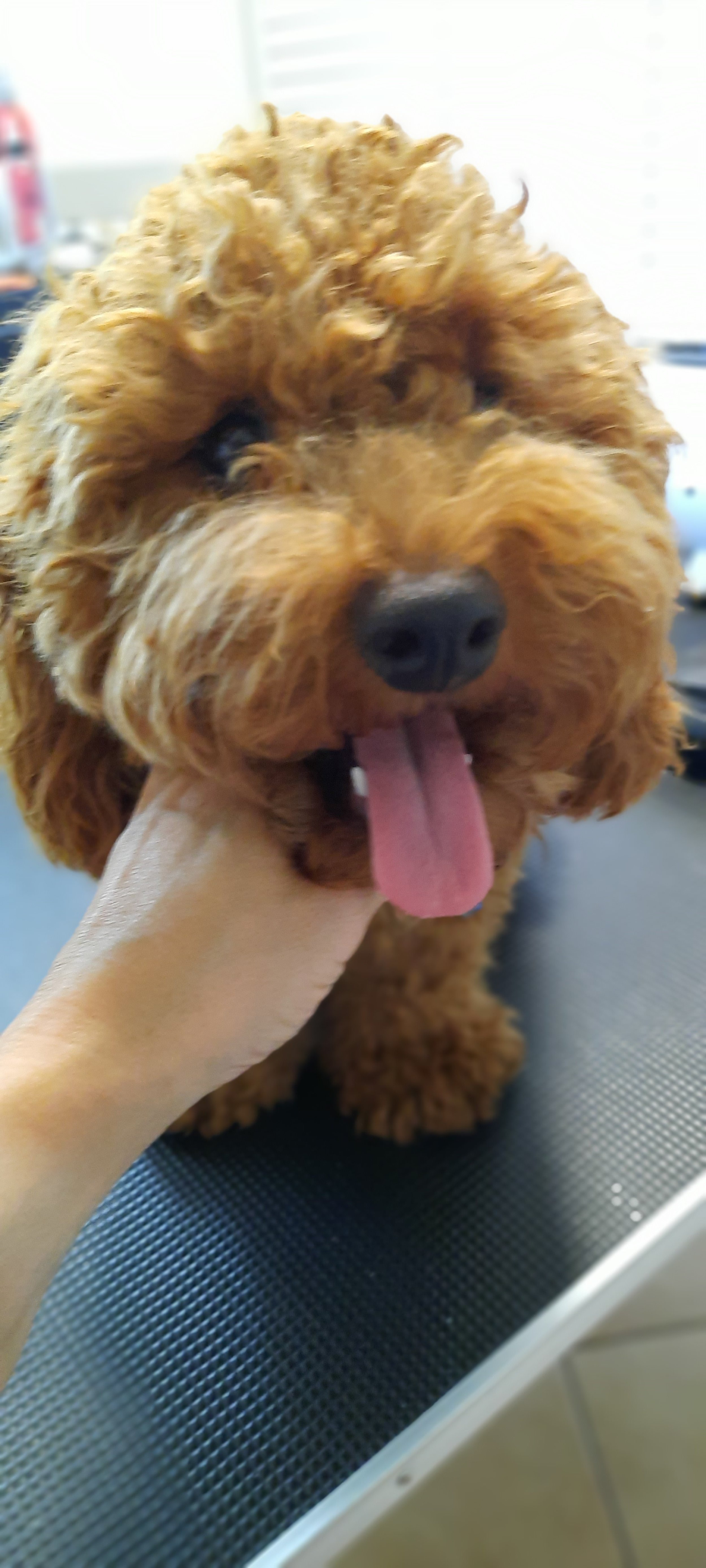 Dog 8 - B.jpg