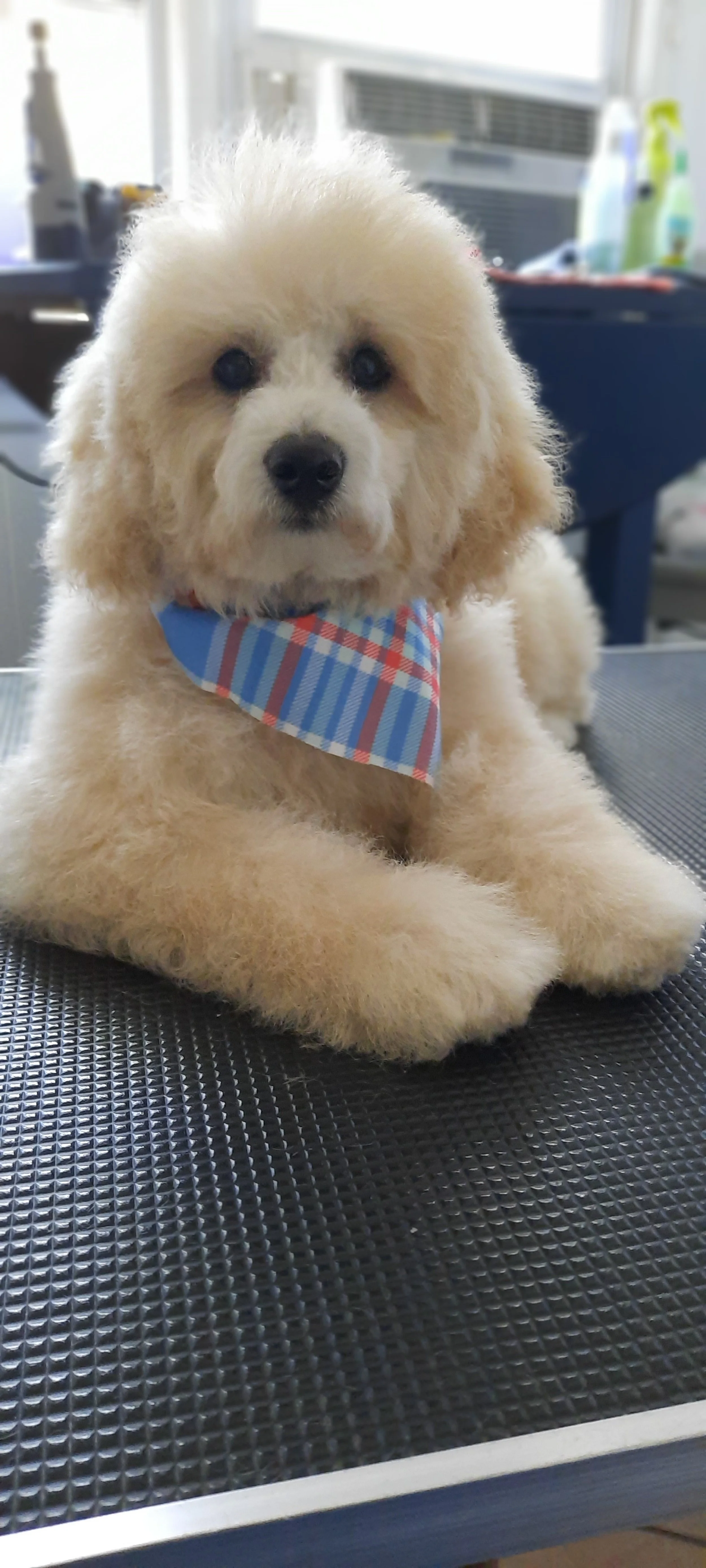 Dog 7 - A.jpg