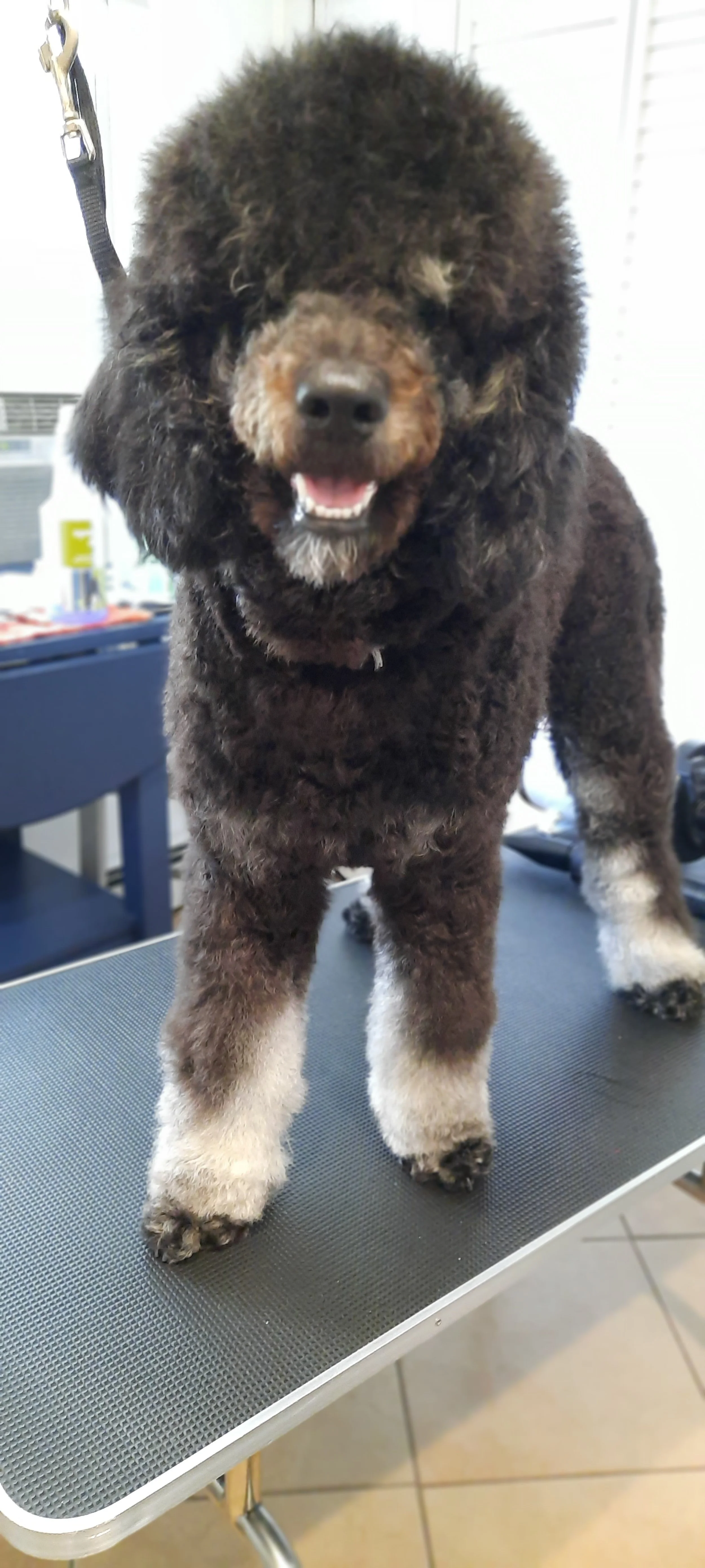 Dog 6 - B.jpg