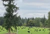 Two Box Ranch | High-Quality Grass-Fed Angus Beef | Family-Owned ...