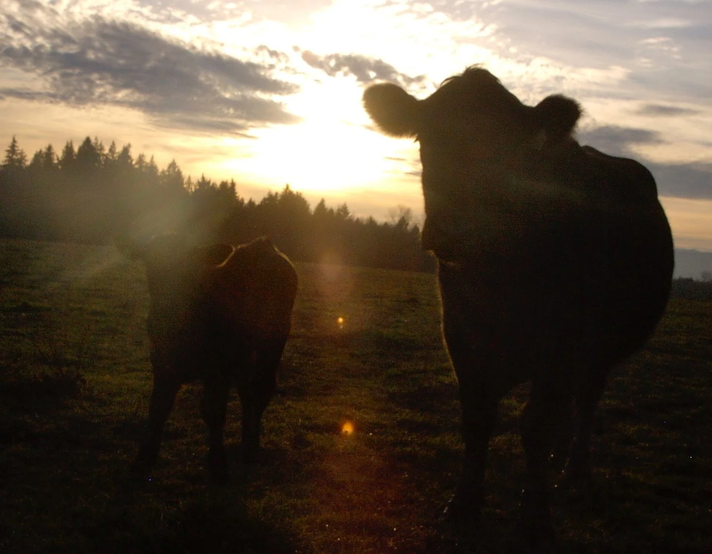 About | Family-Owned & Operated | Multi-Generational — Two Box Ranch