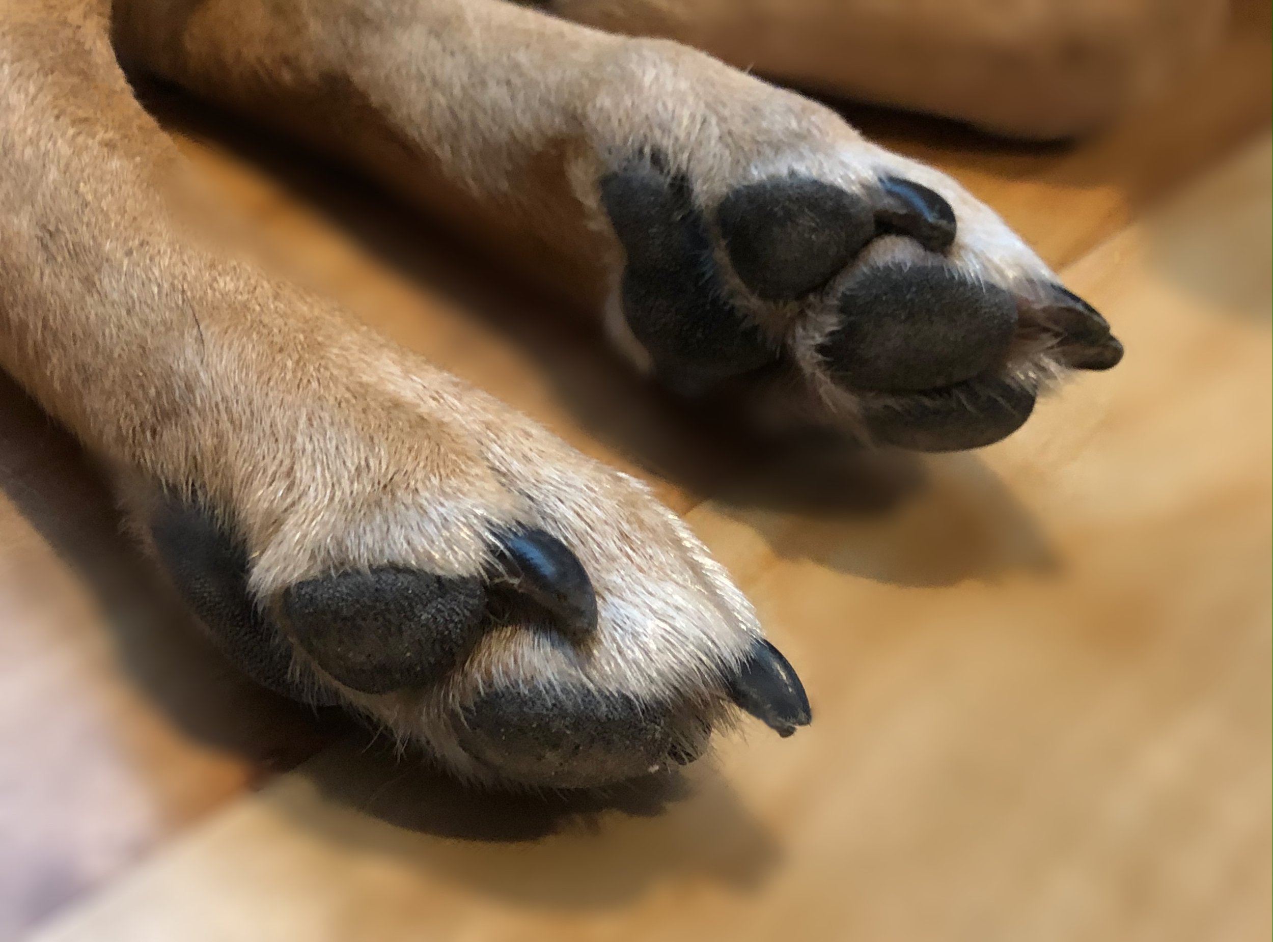 Dew claw nail came out? Need advice! | German Shepherds Forum