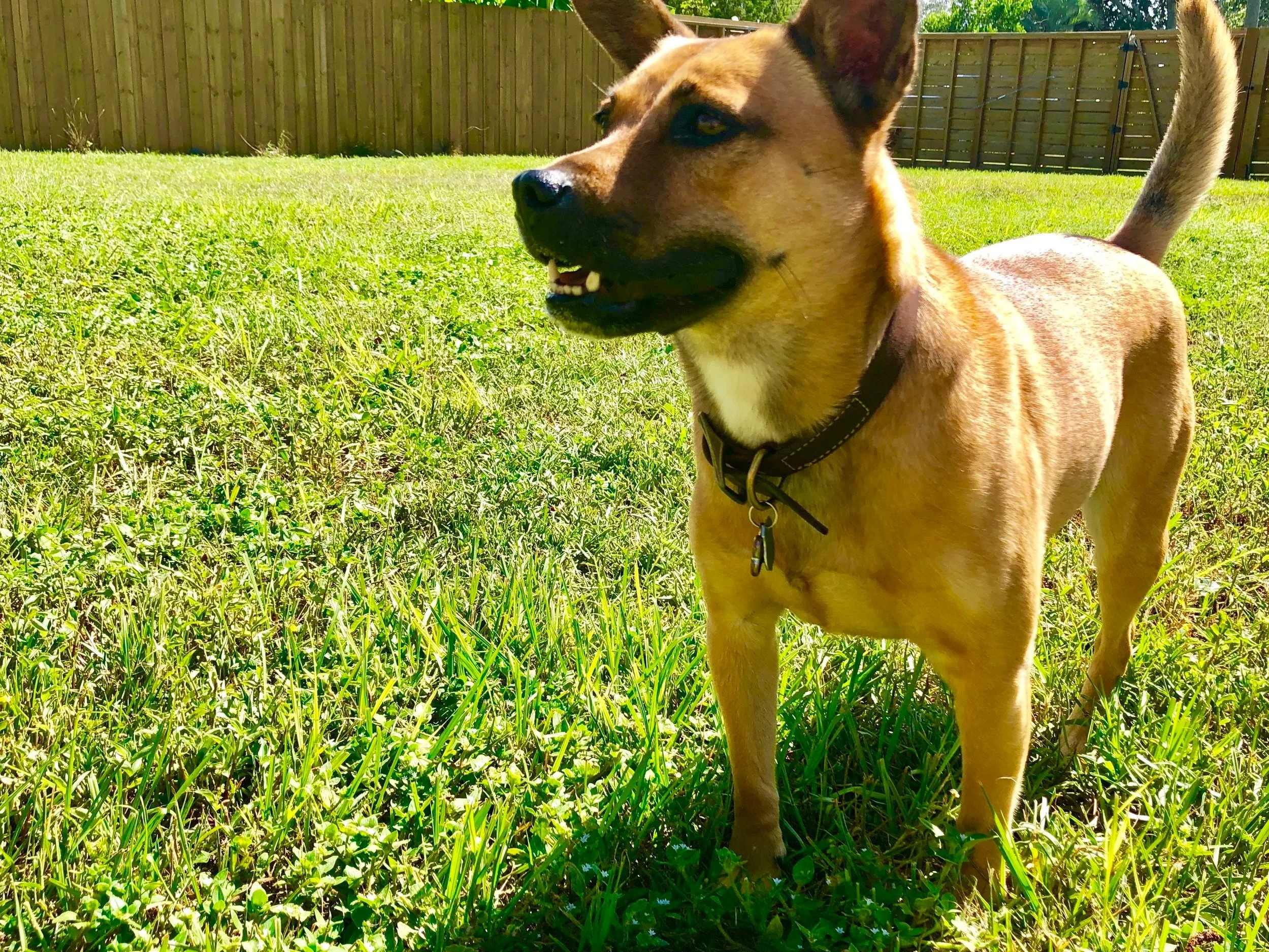 A tan dog standing on green grass in a backyard, with a wooden fence in the background. The dog has a black collar and appears to be looking to the side.