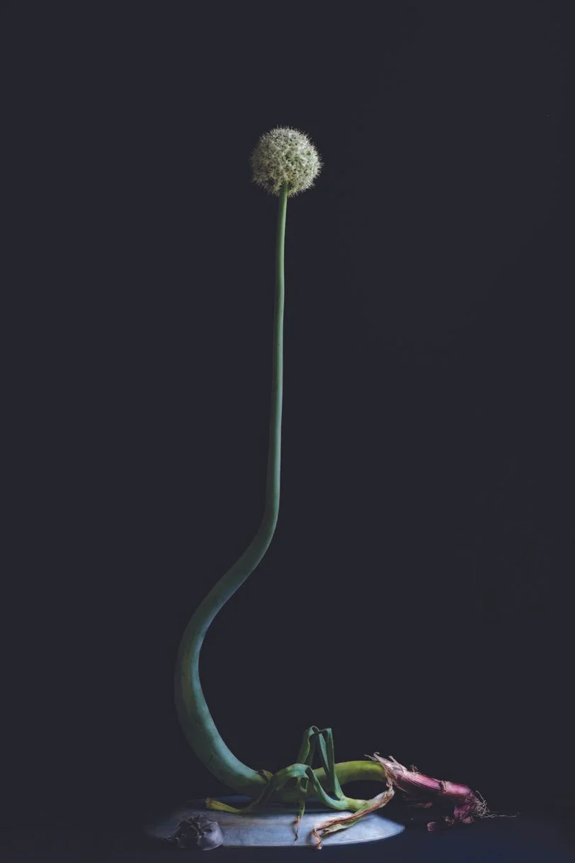 Onion & Horseshoe crab