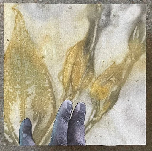 Give birth to a dancing star