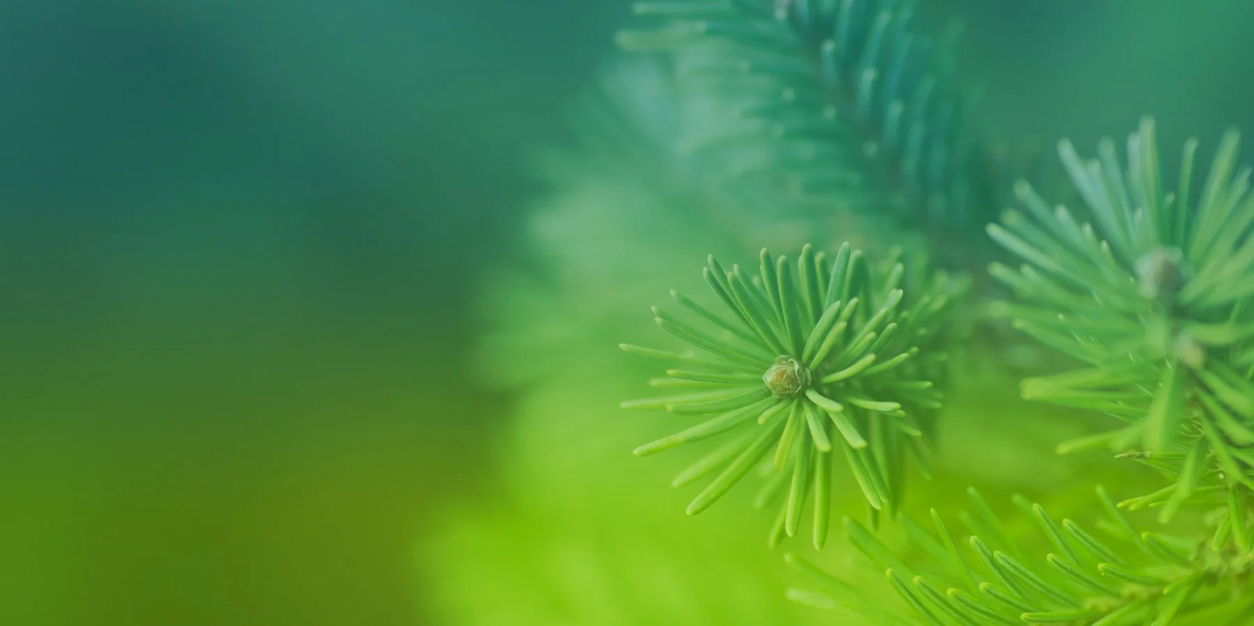 Careers — Shingletown Medical Center (530) 4743390