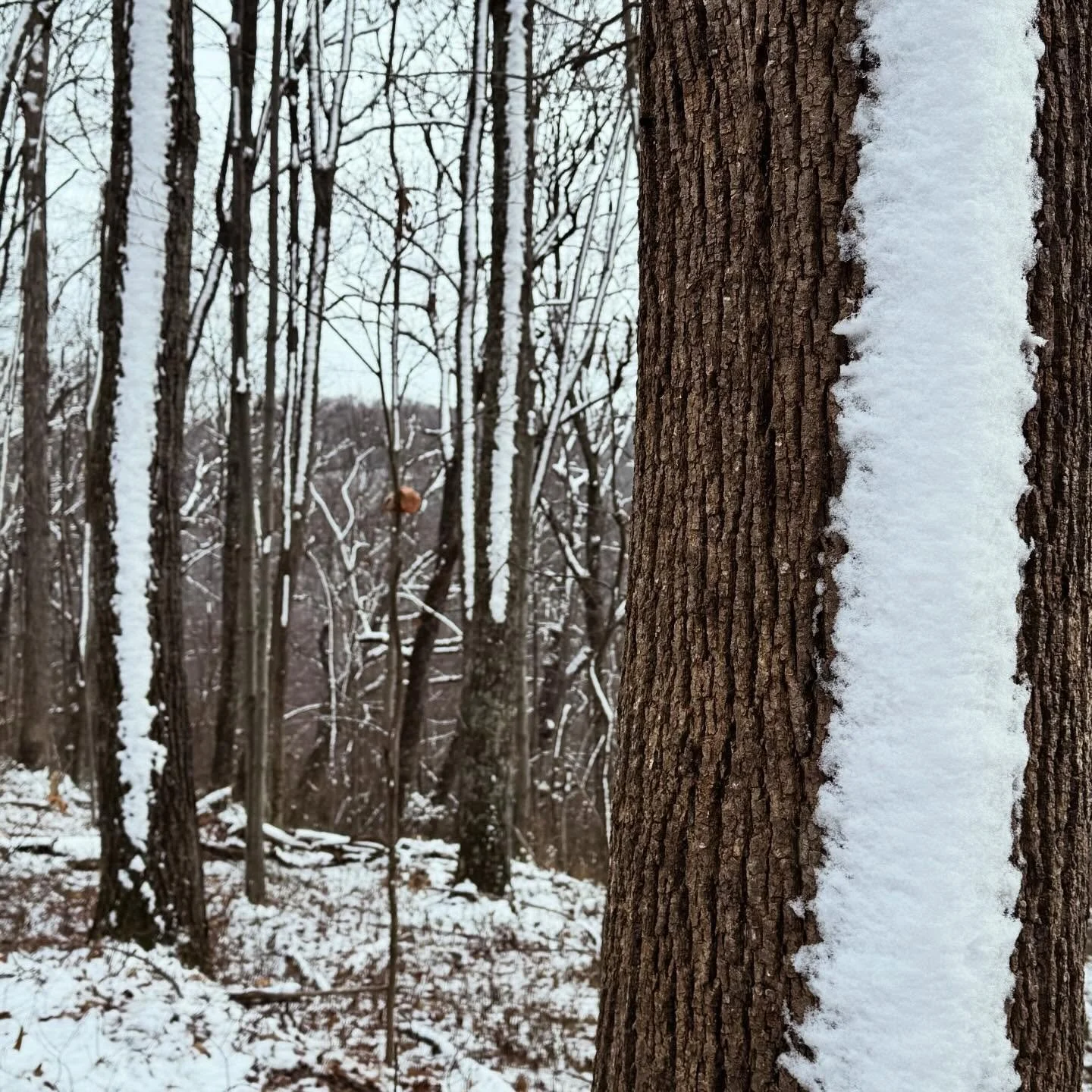 The snow hanging on very specifically (vertically) on these tree trunks. Like fck you in particular, tree. 🤣 Such is life!