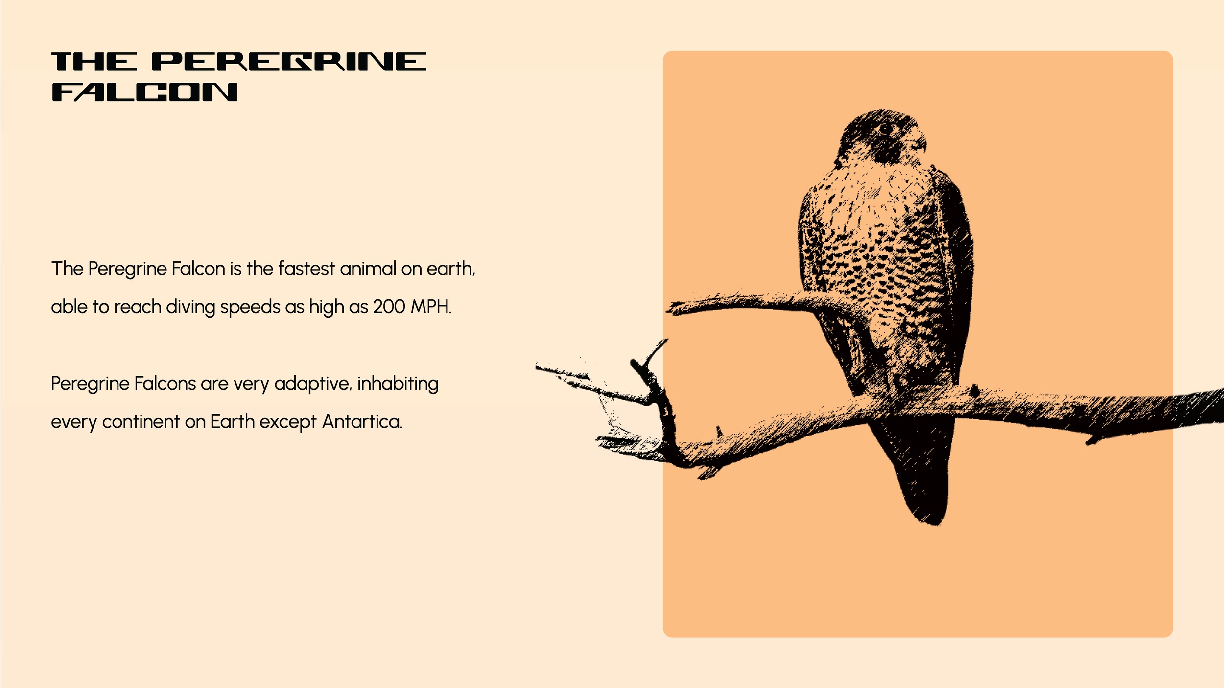 ADIDAS PEREGRINE REVISED 2026_Page_01.png