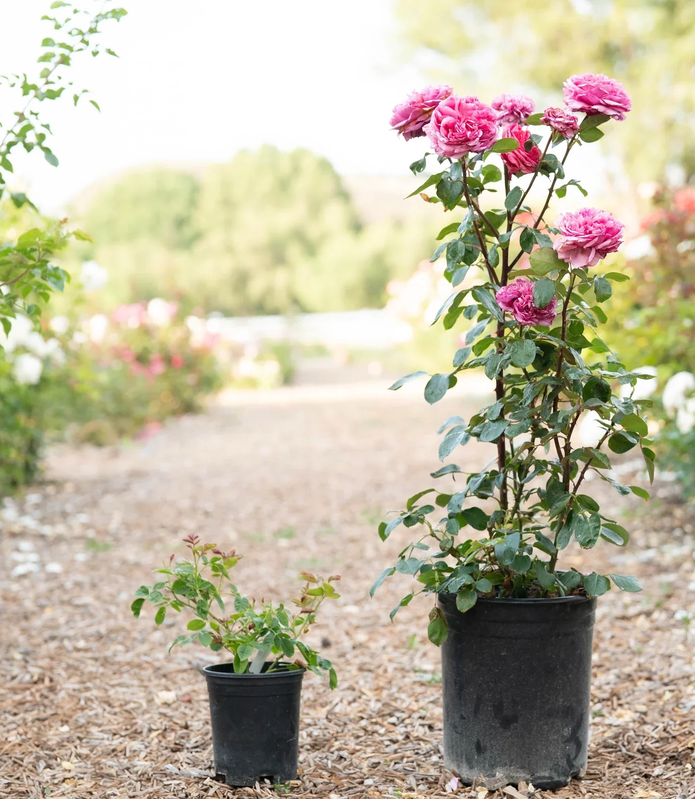 100€ Donation: Dedicate a rose