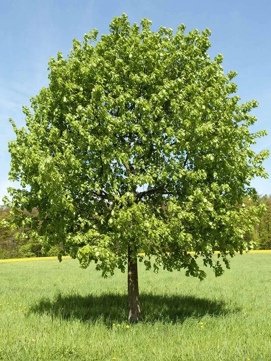 200€ Donation: Dedicate a Tree
