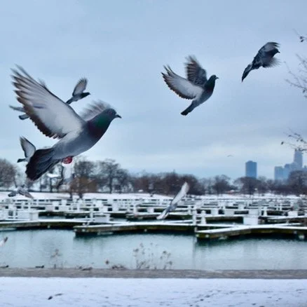 Pigeons, Chicago. 2021. 