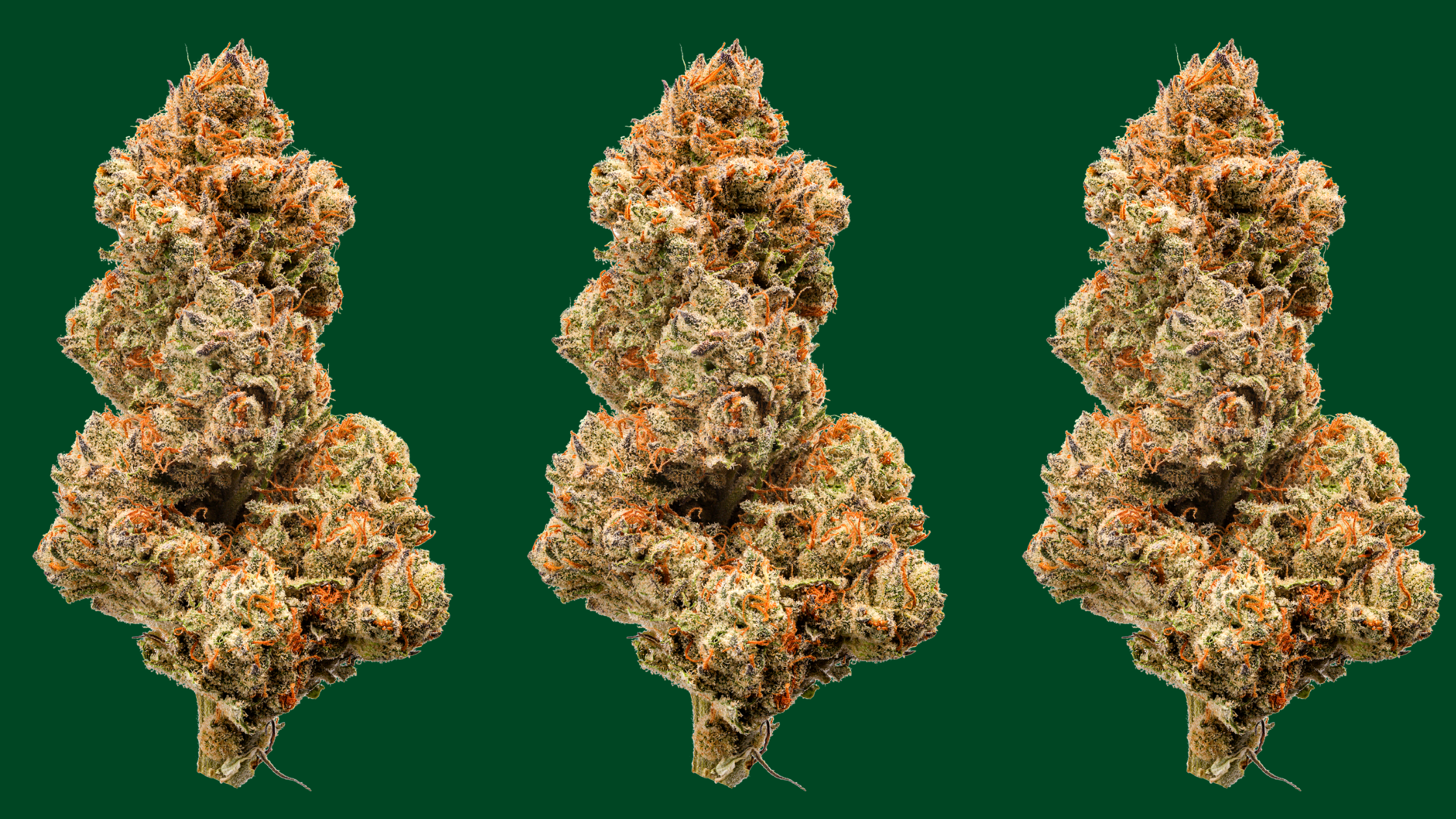 Best Strains to Smoke this Fall in Florida — Green Dragon Cannabis