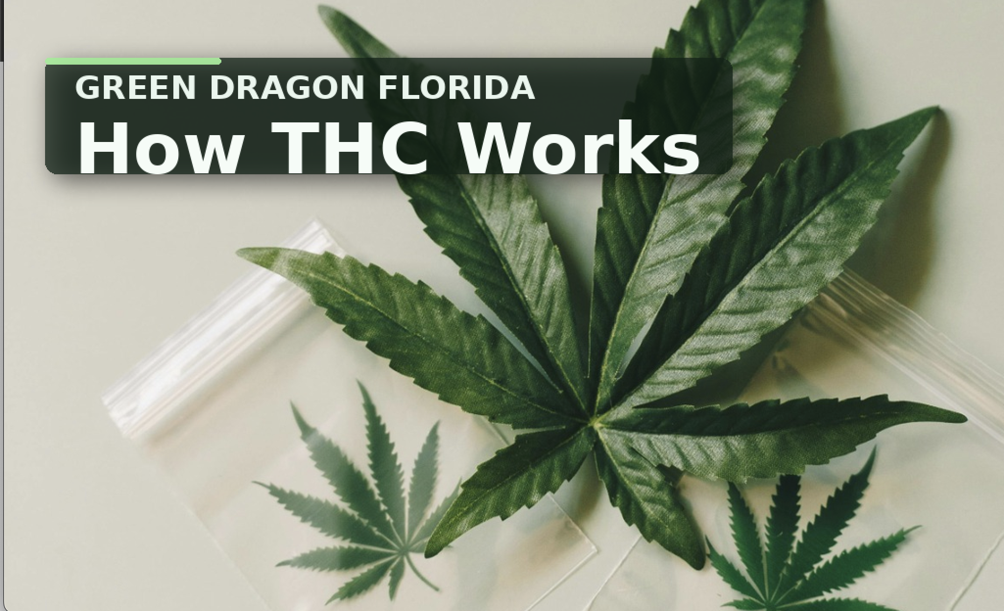 How THC Works: A Patient-Friendly Science Breakdown (Florida Medical Cannabis Guide)