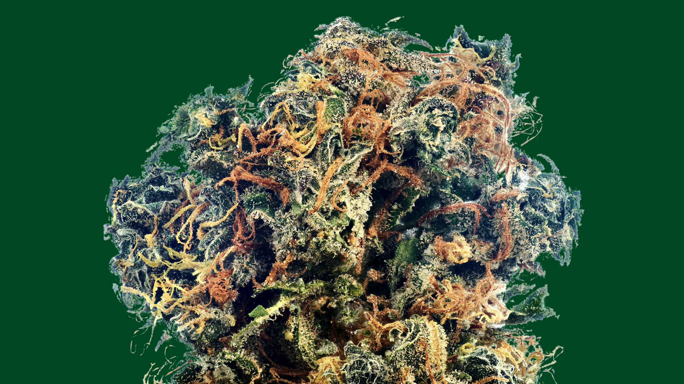 Best Strains to Smoke this Fall in Florida — Green Dragon Cannabis