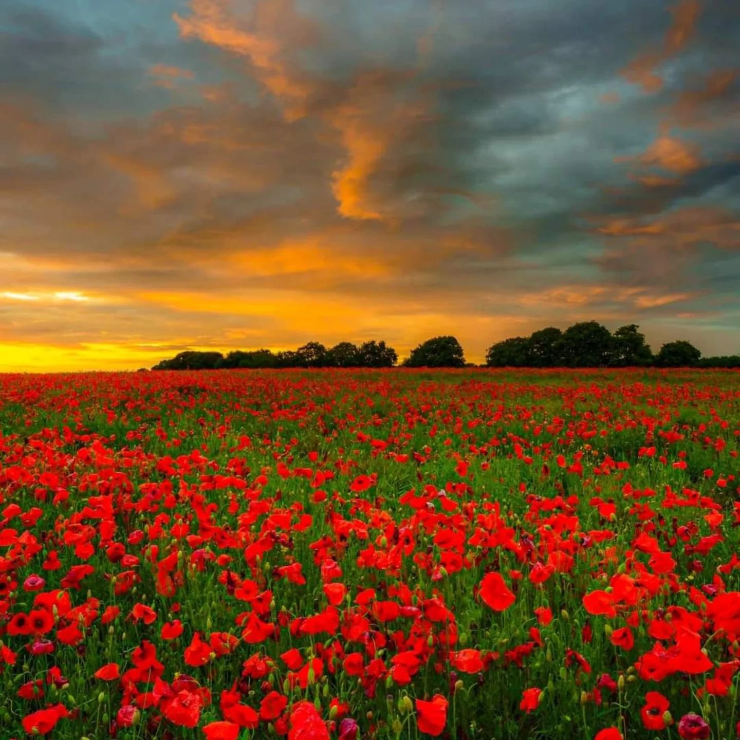 🌺 Remembrance Day 🌺

Today, we pause to honour and remember the brave men and women who have sacrificed their lives for our freedom. Their courage and dedication inspire us to live with gratitude and purpose.

&ldquo;Greater love has no one than th